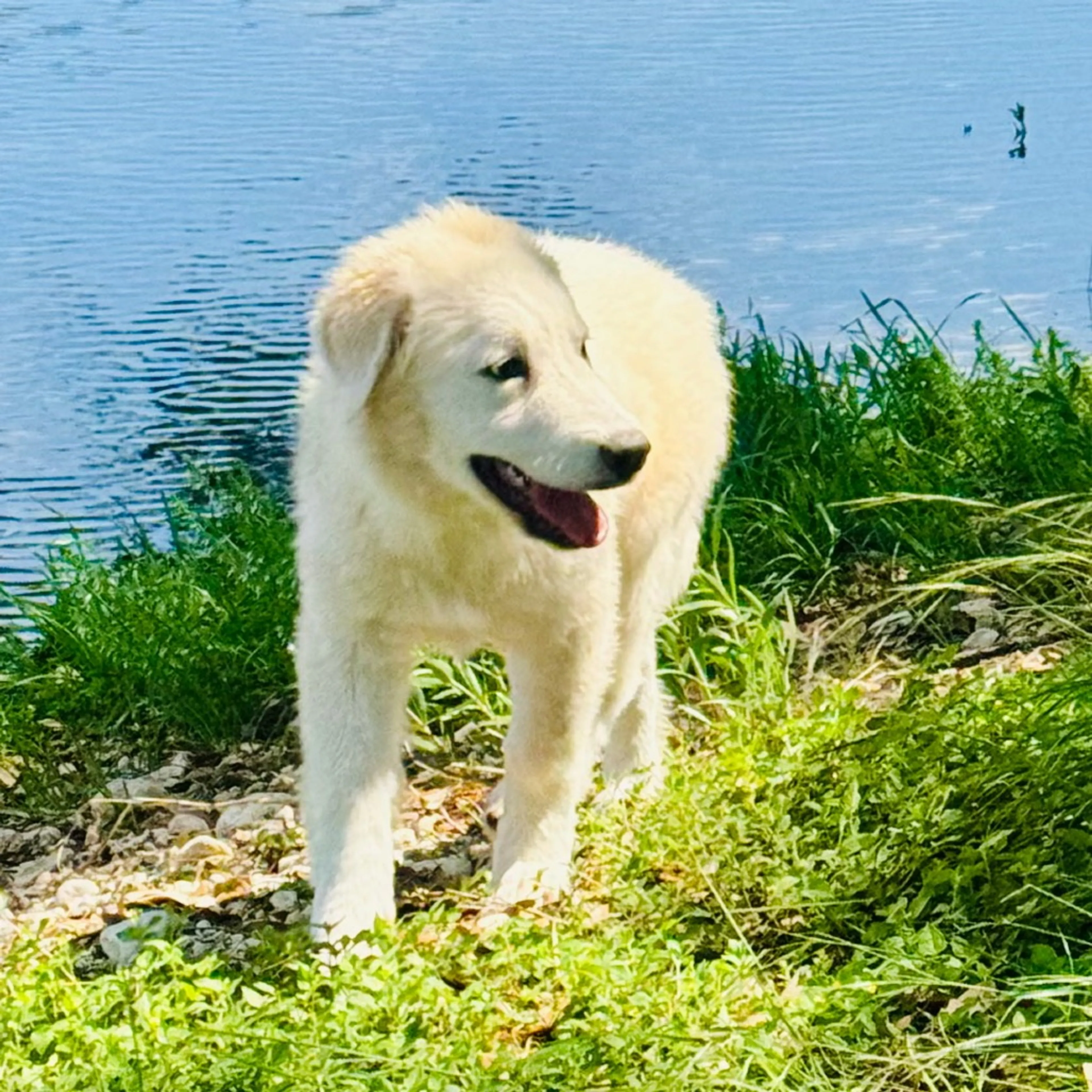 Found pet-7