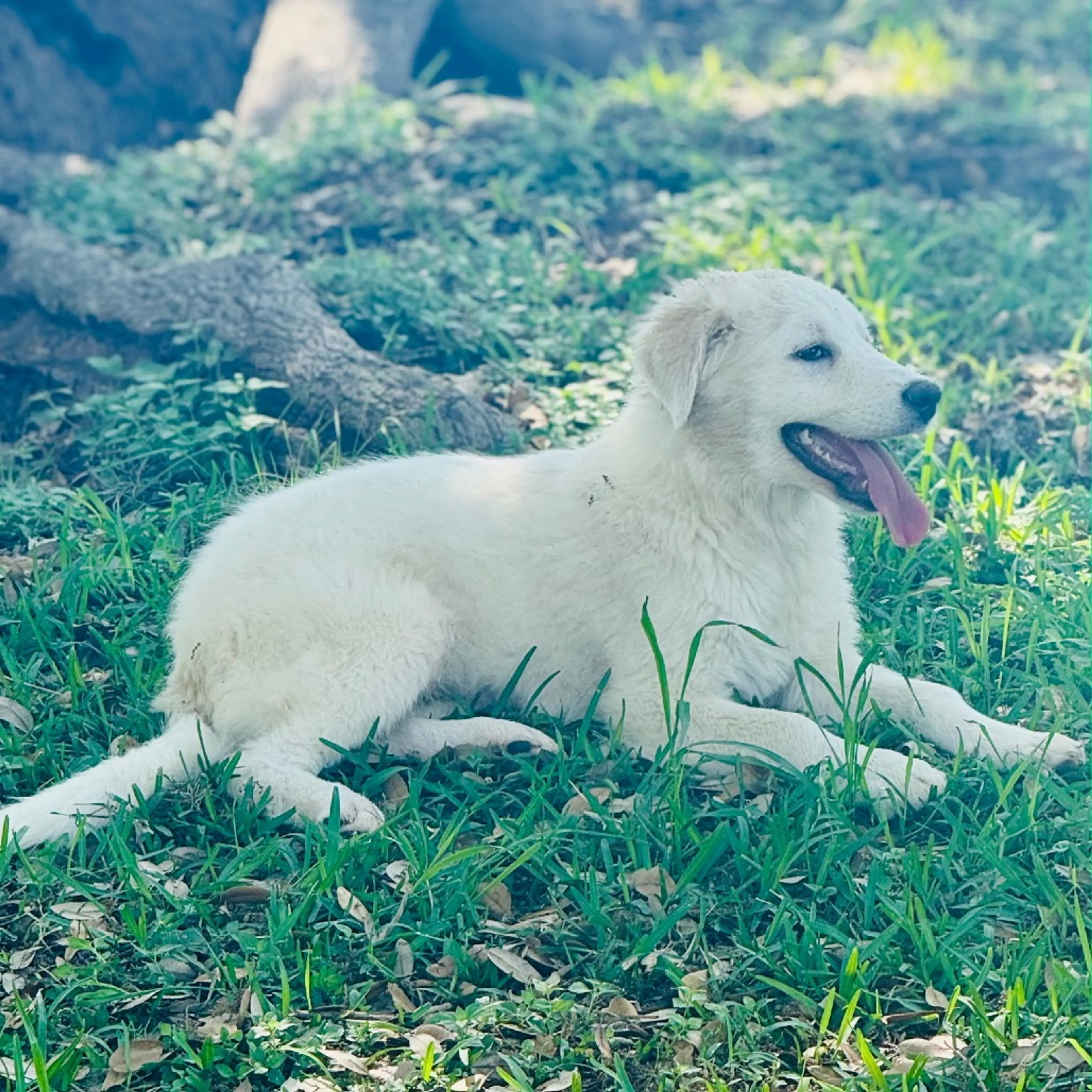 Found pet-8