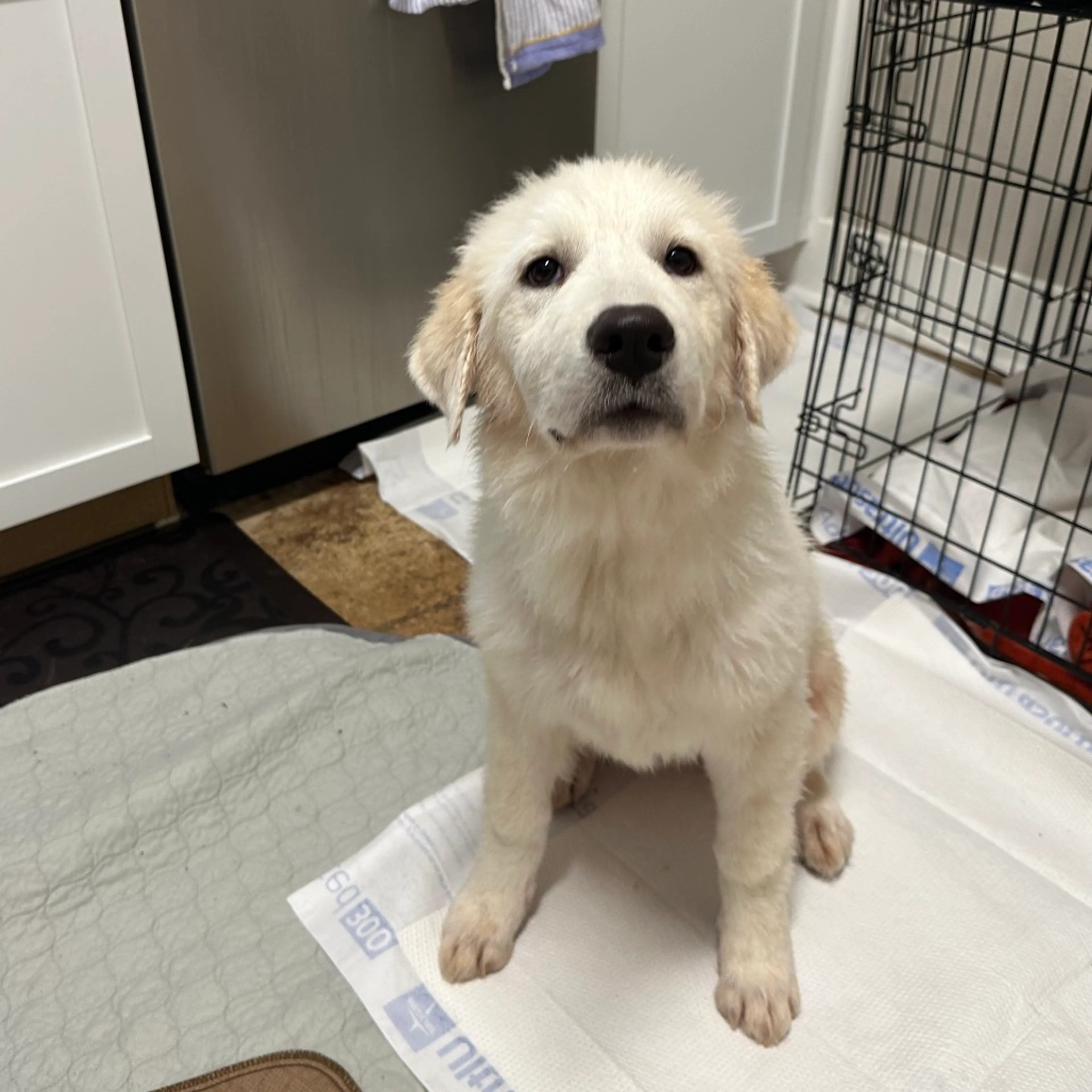 Found pet-3
