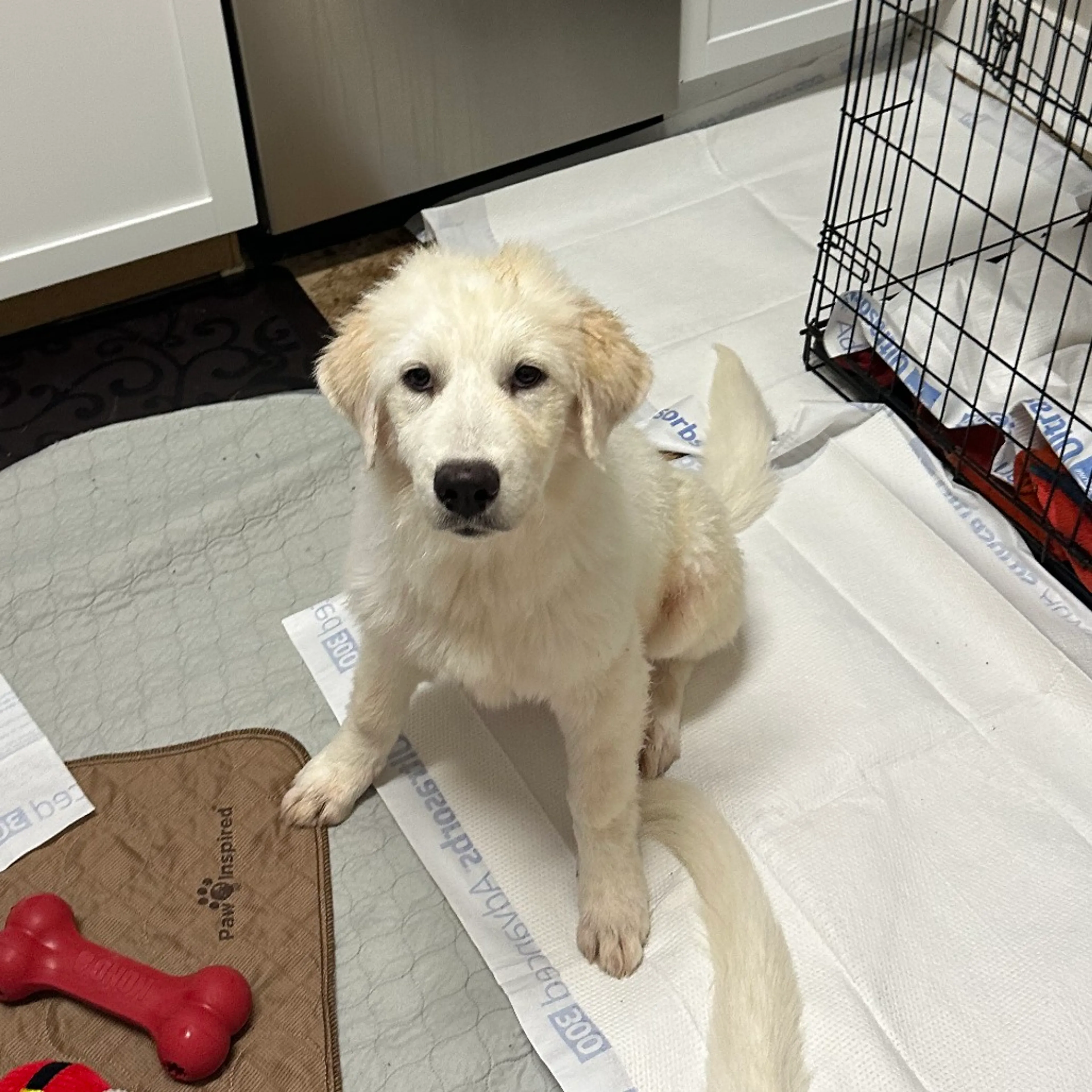 Found pet-5