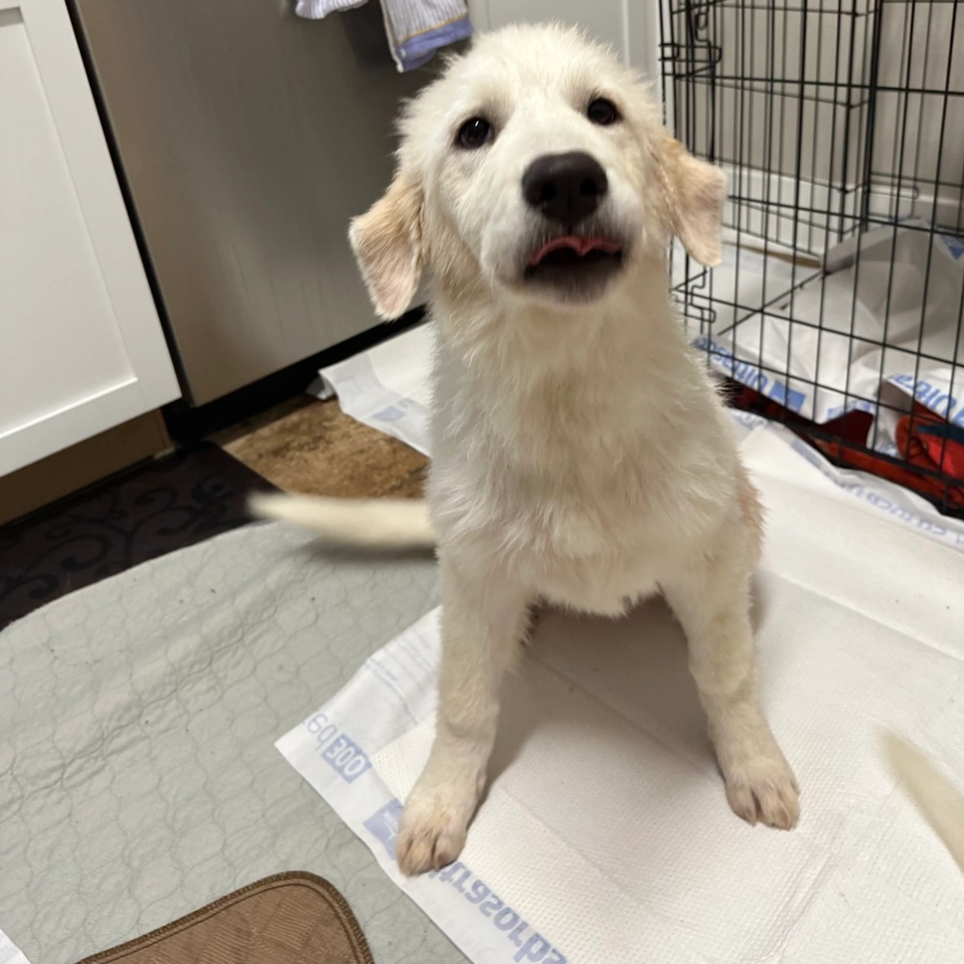 Found pet-4