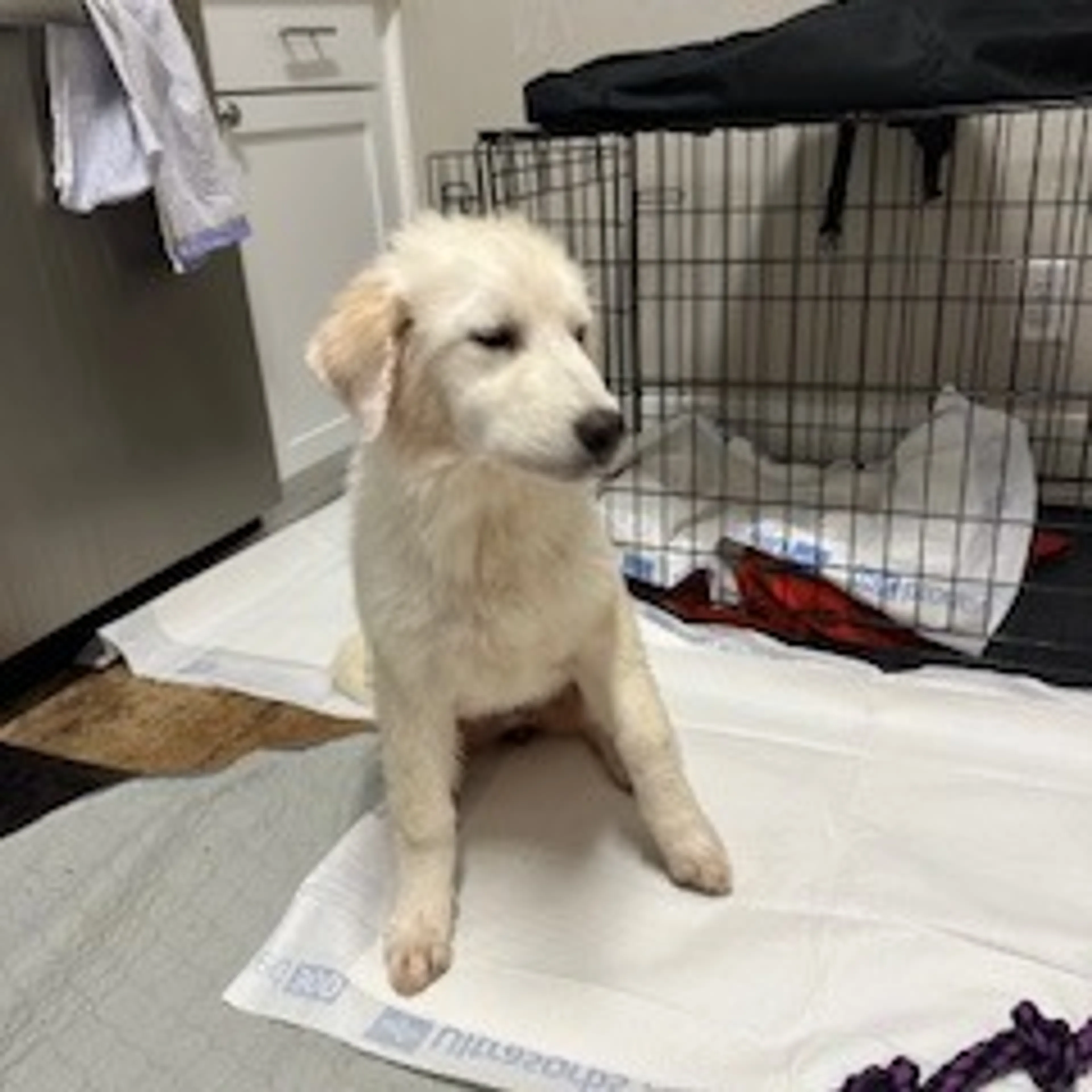 Found pet-1