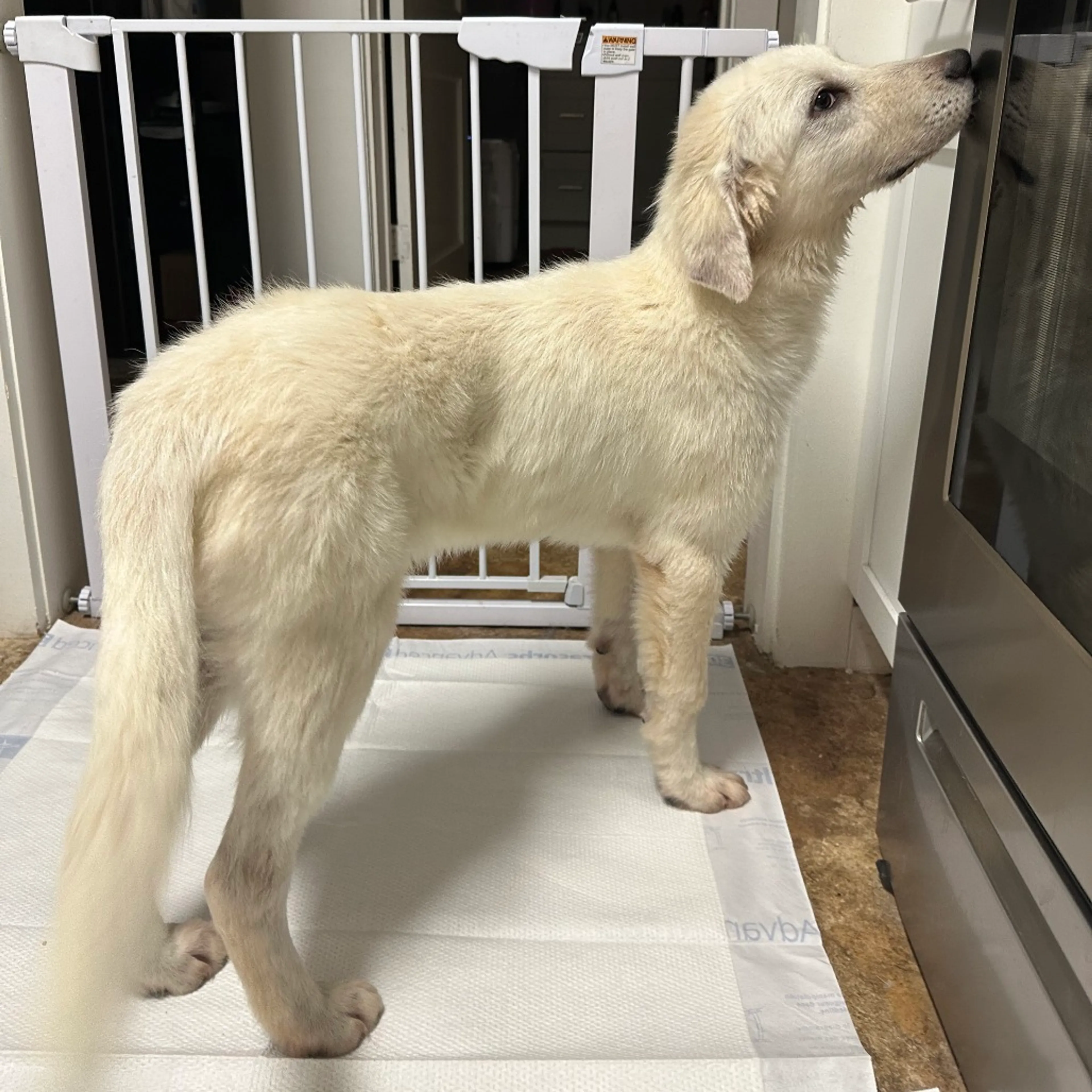 Found pet-1