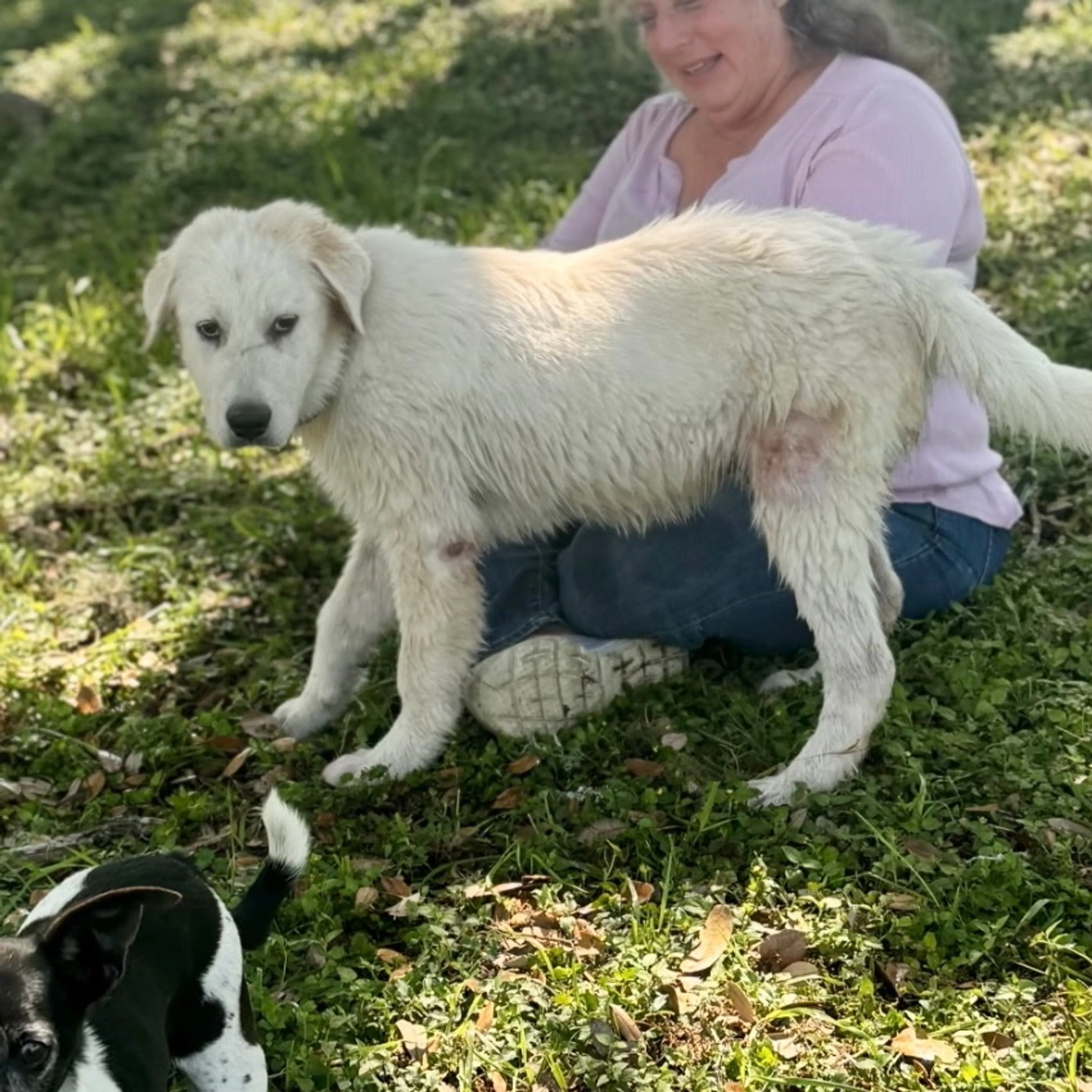 Found pet-15
