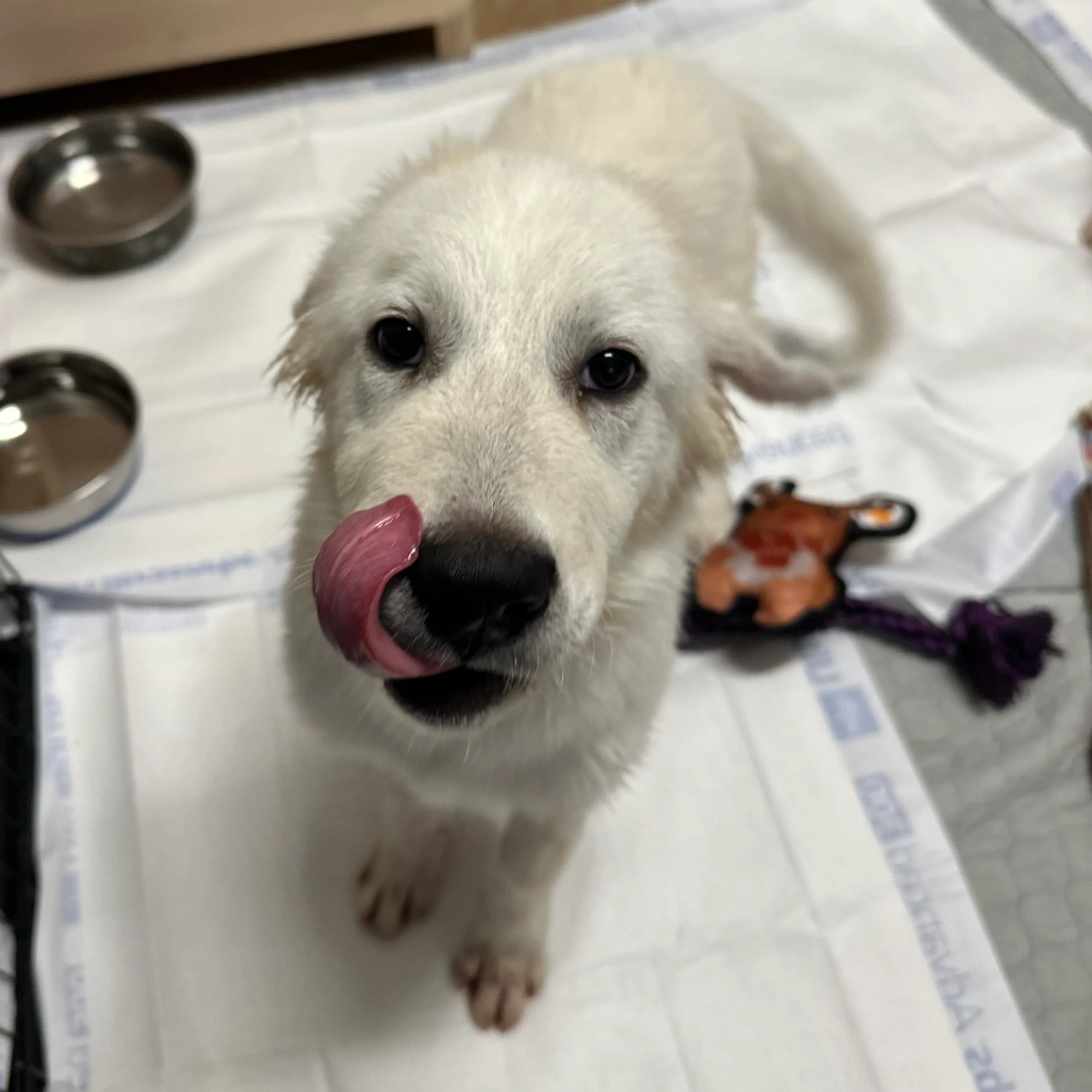 Found pet-5