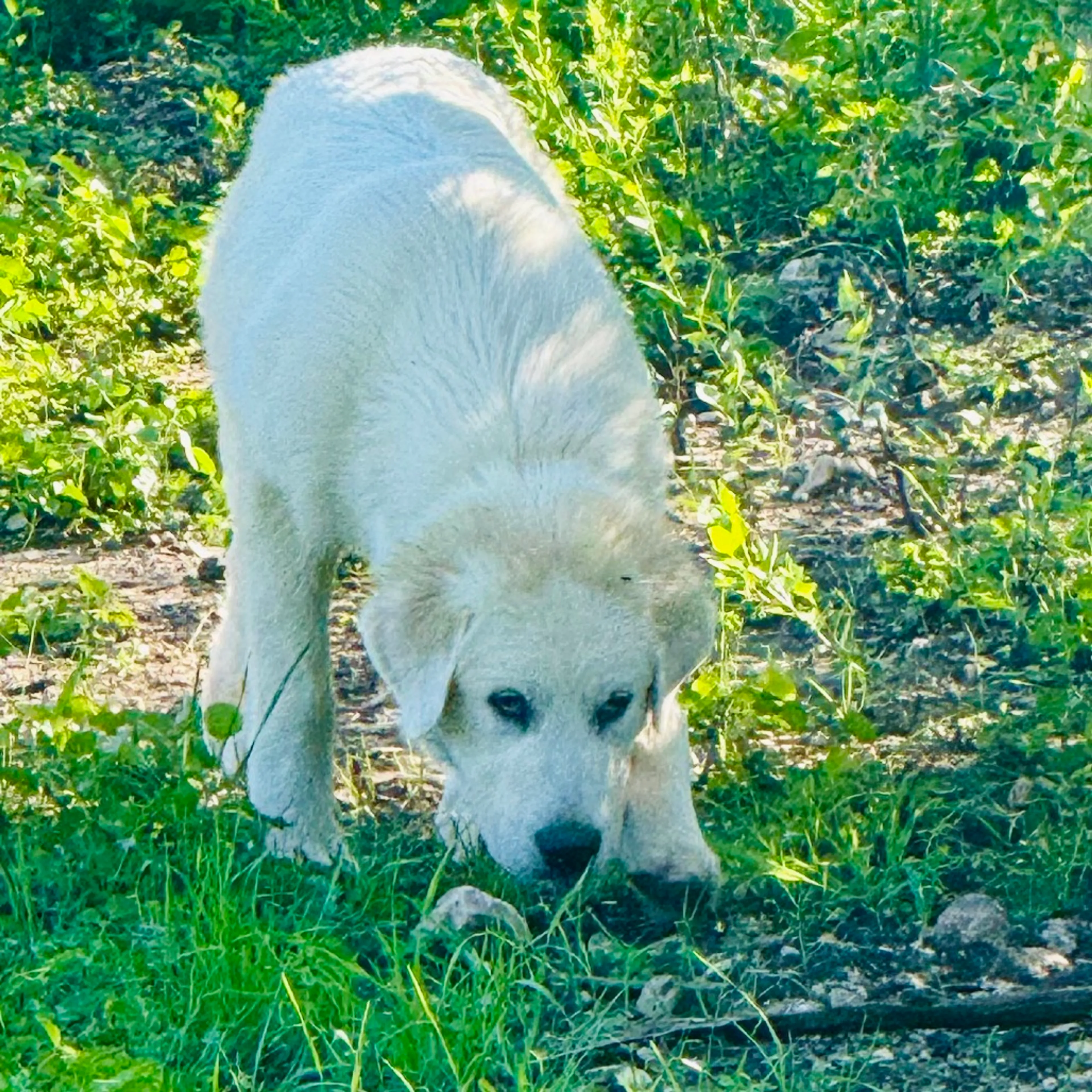 Found pet-13