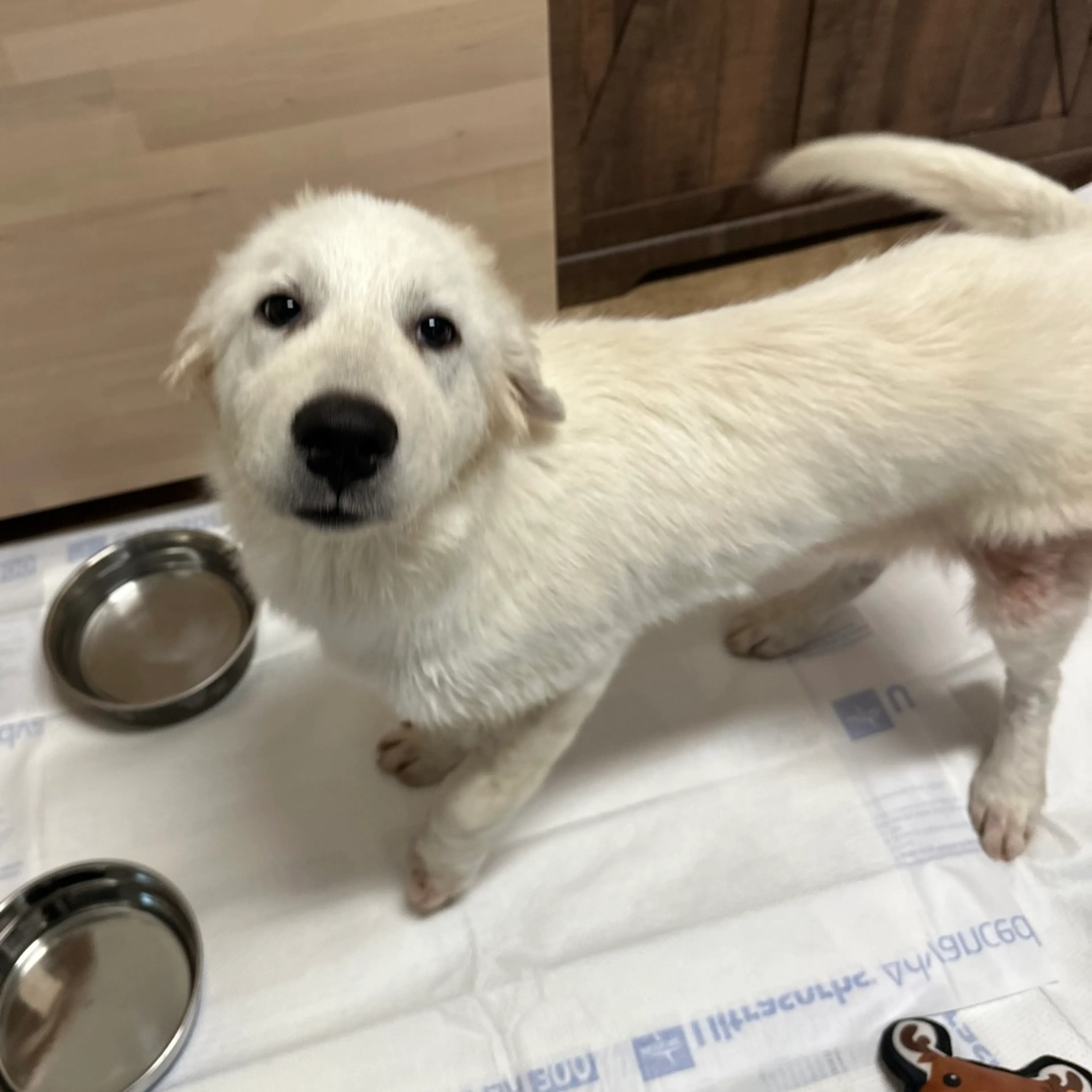 Found pet-4