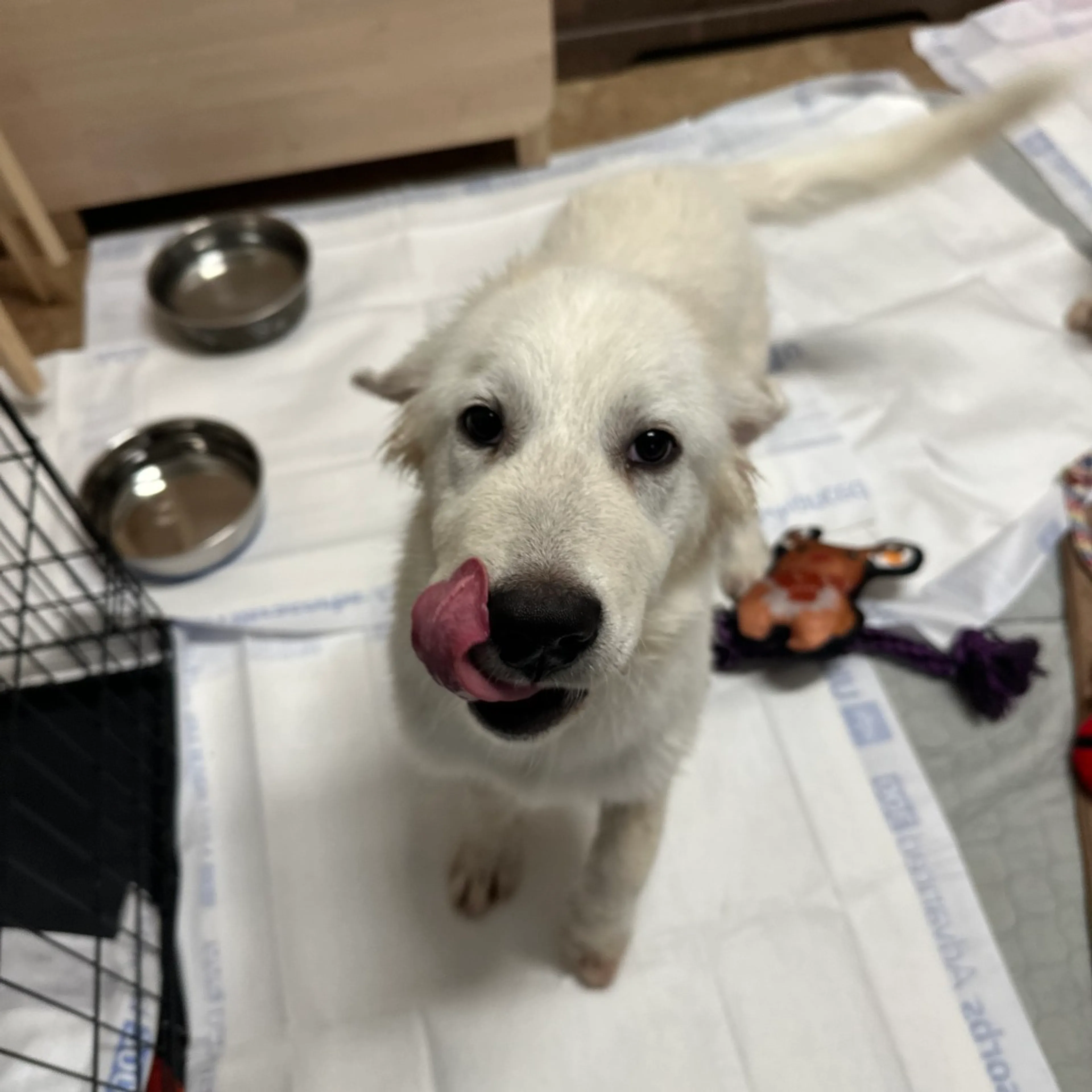 Found pet-8