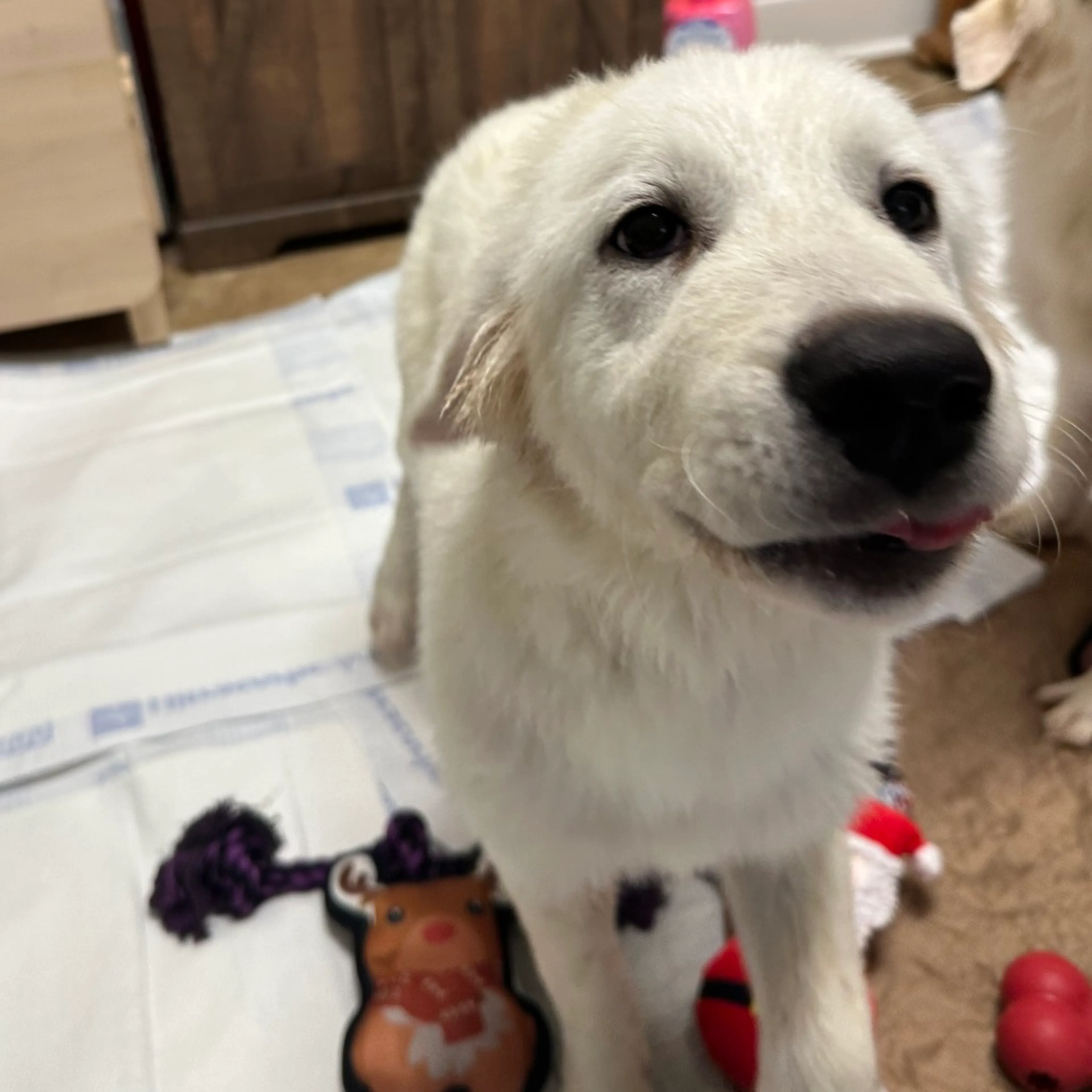 Found pet-3