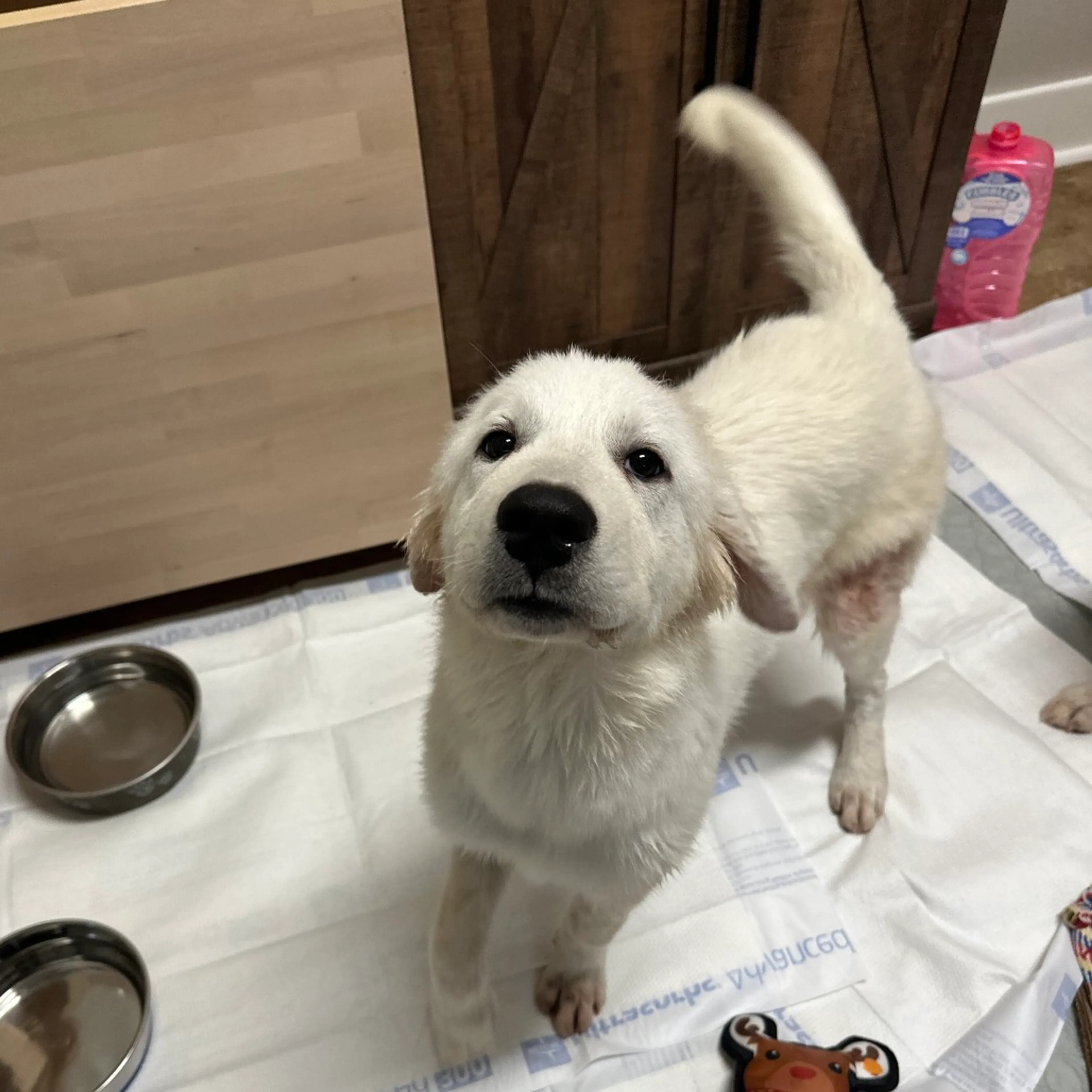 Found pet-6