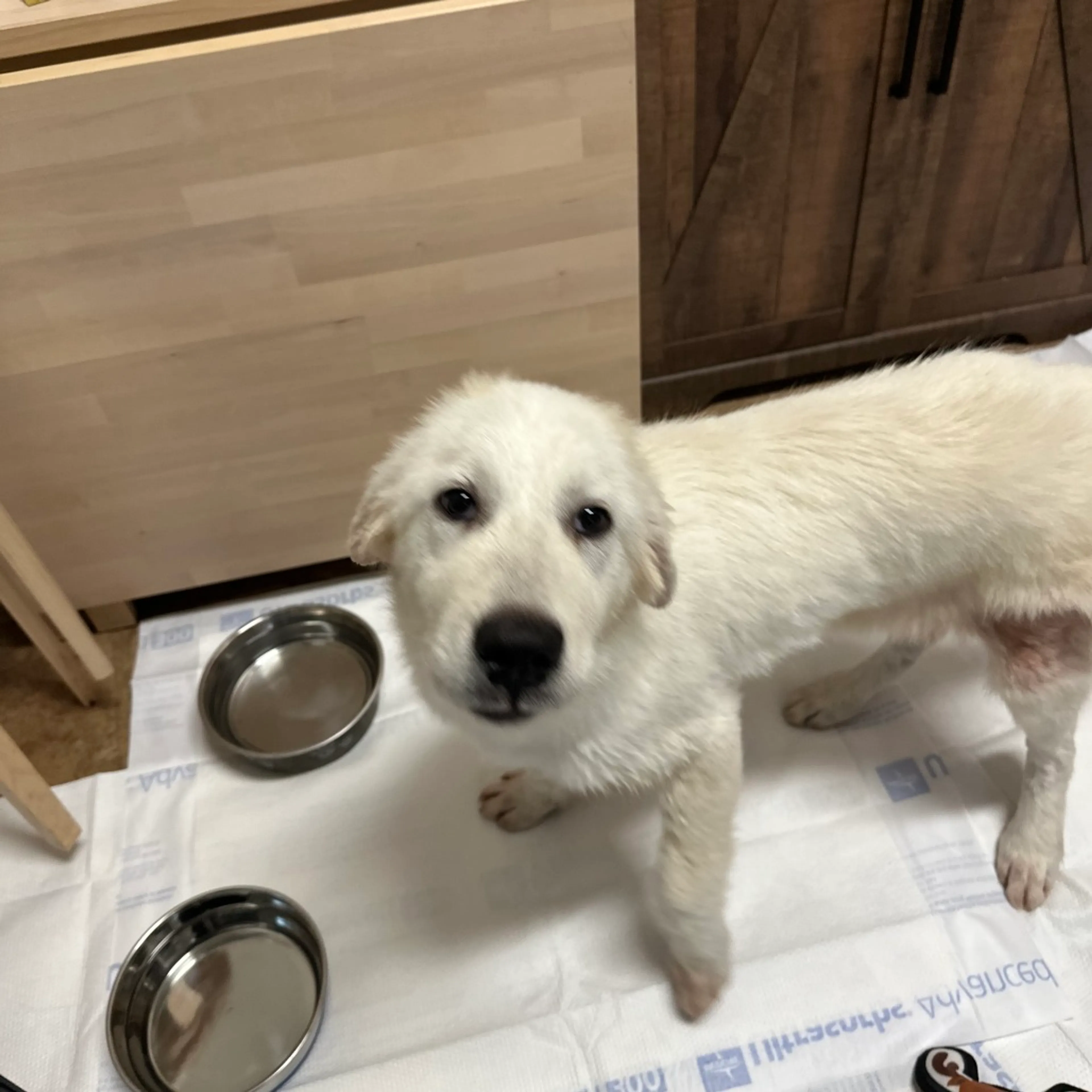 Found pet-7