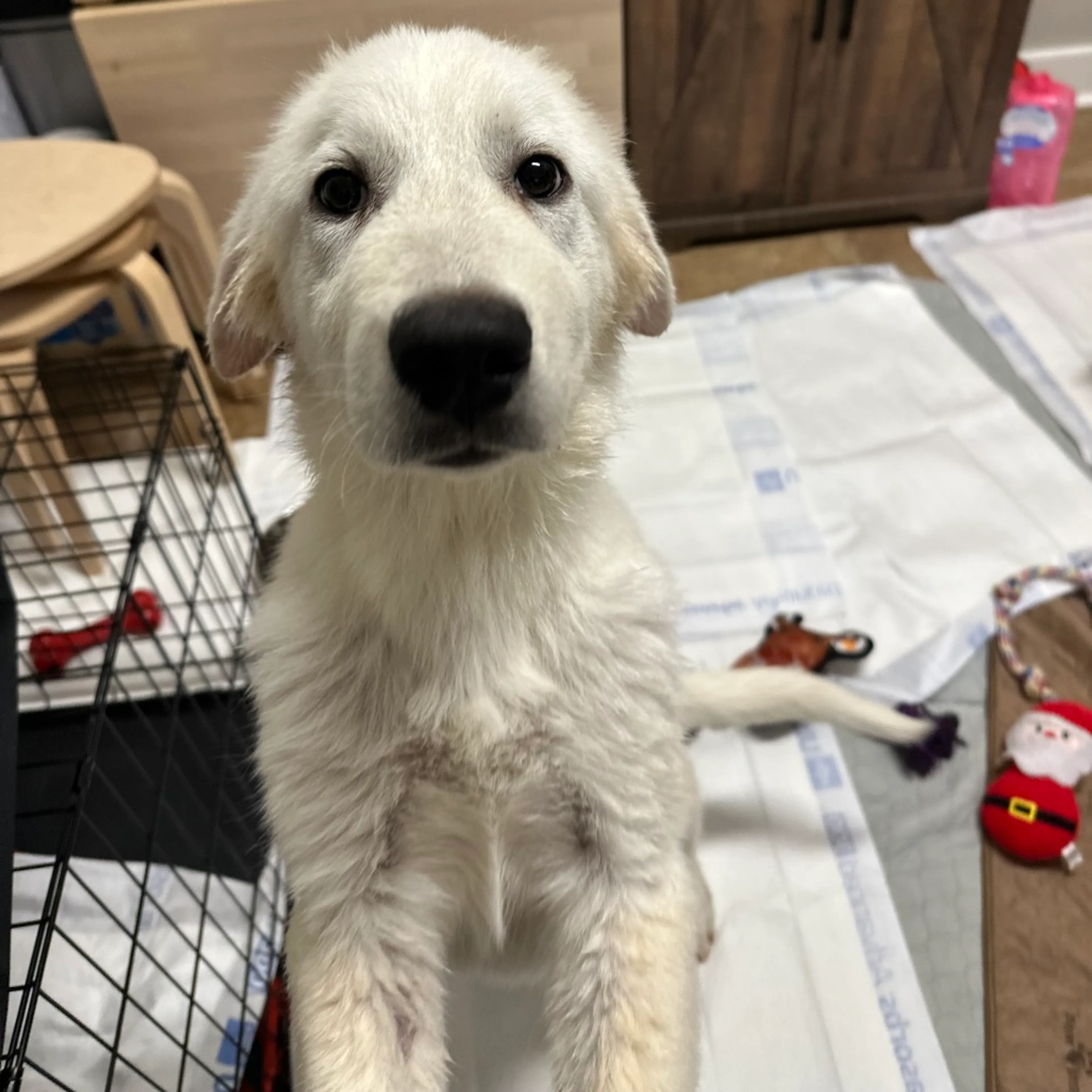 Found pet-9