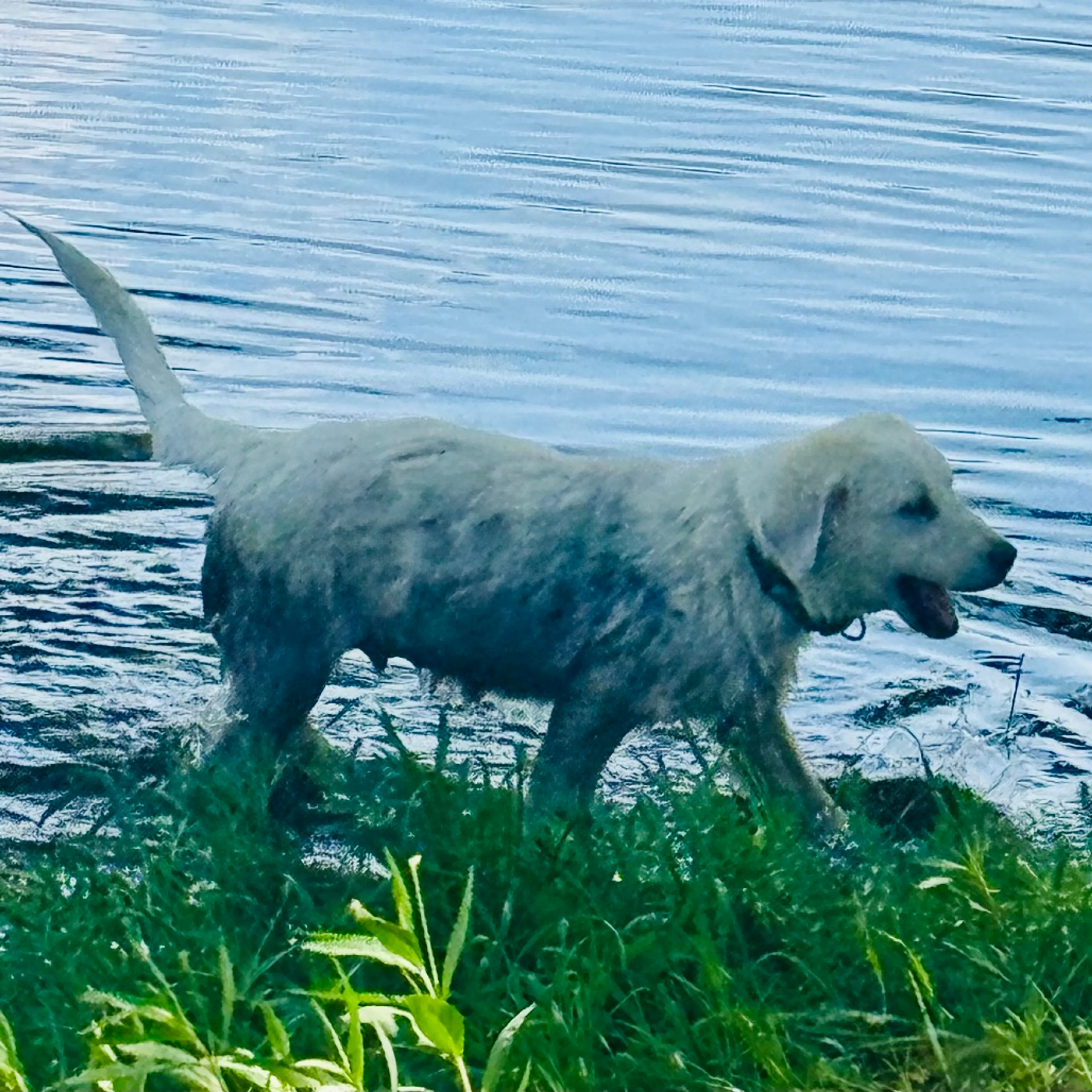 Found pet-16