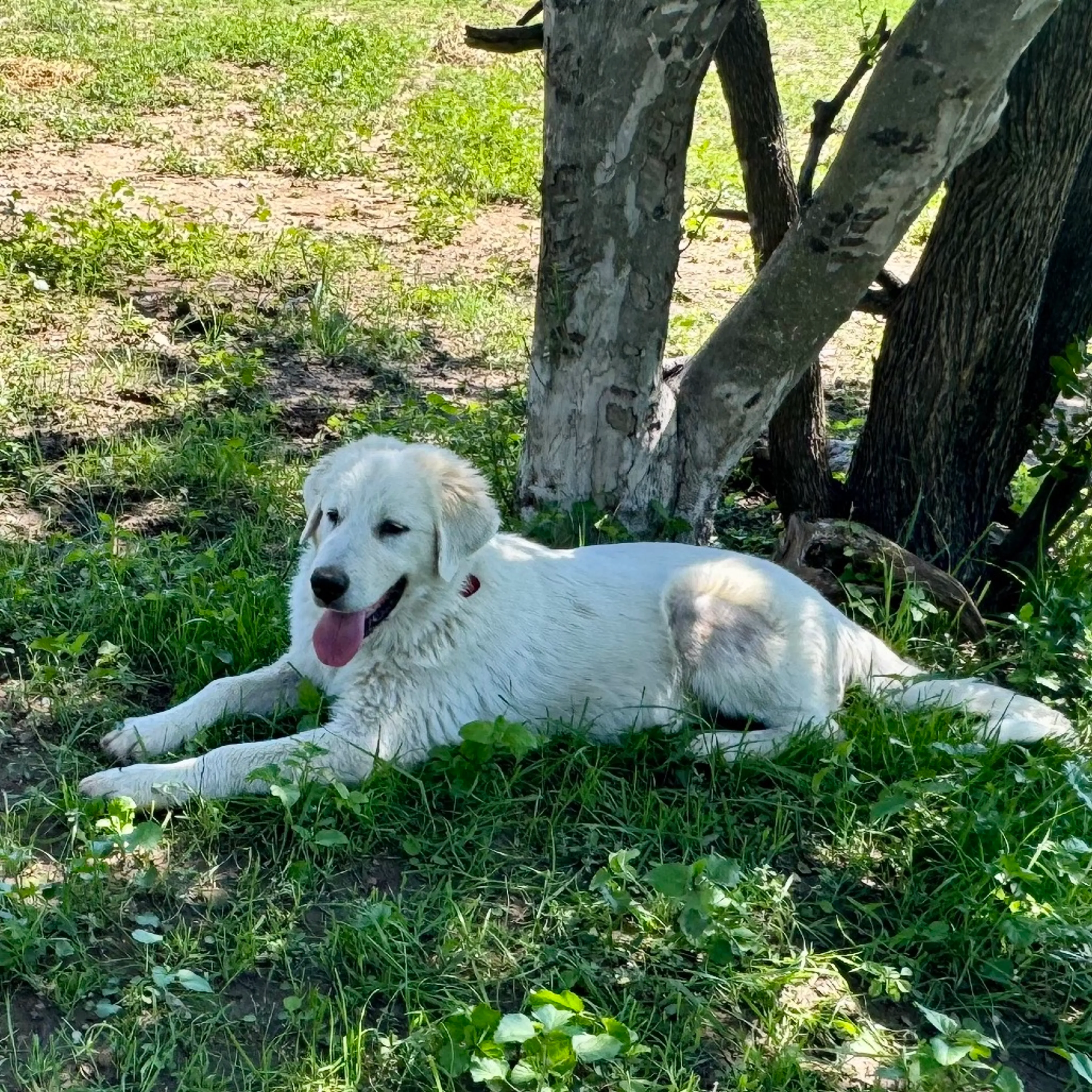Found pet-14