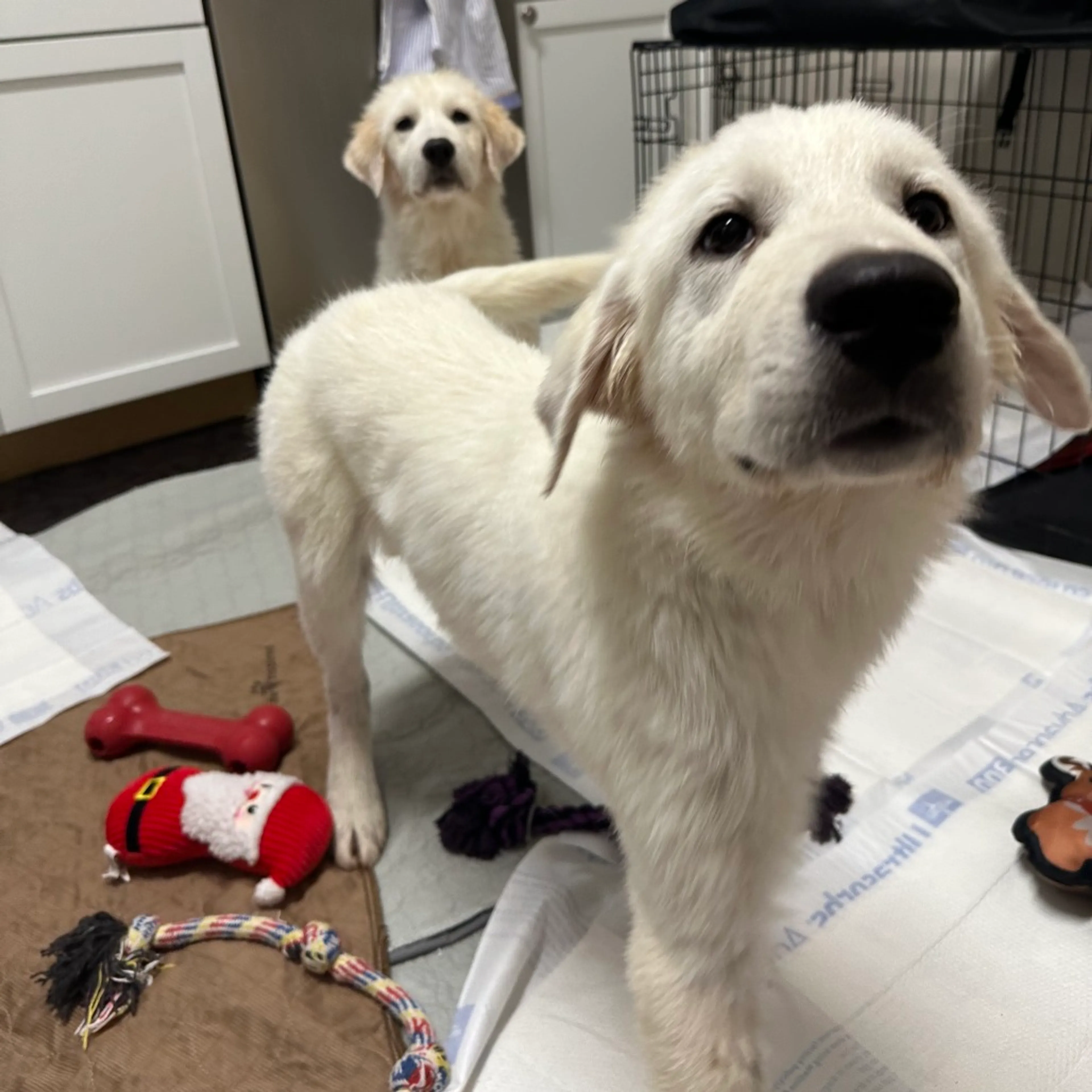 Found pet-11