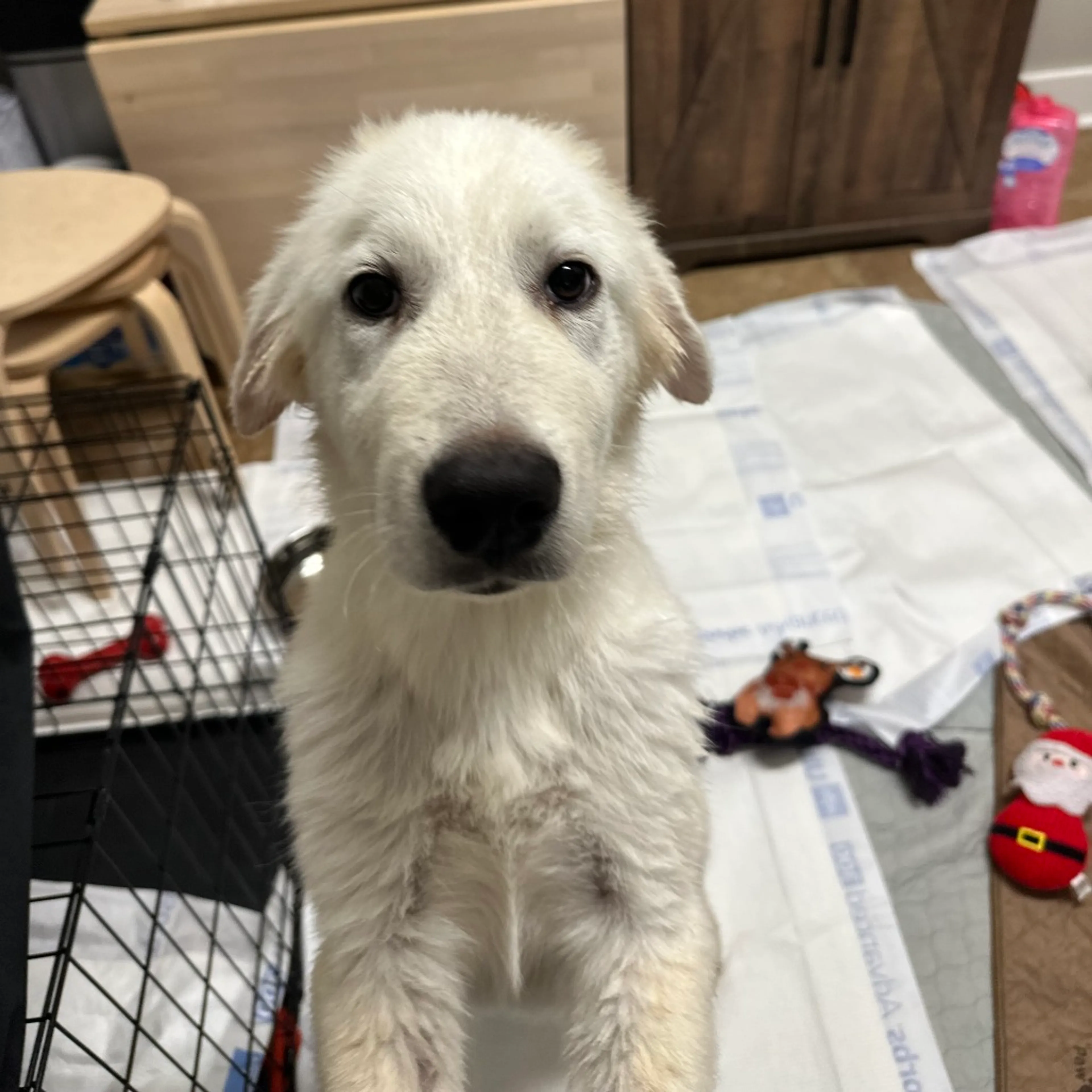 Found pet-10