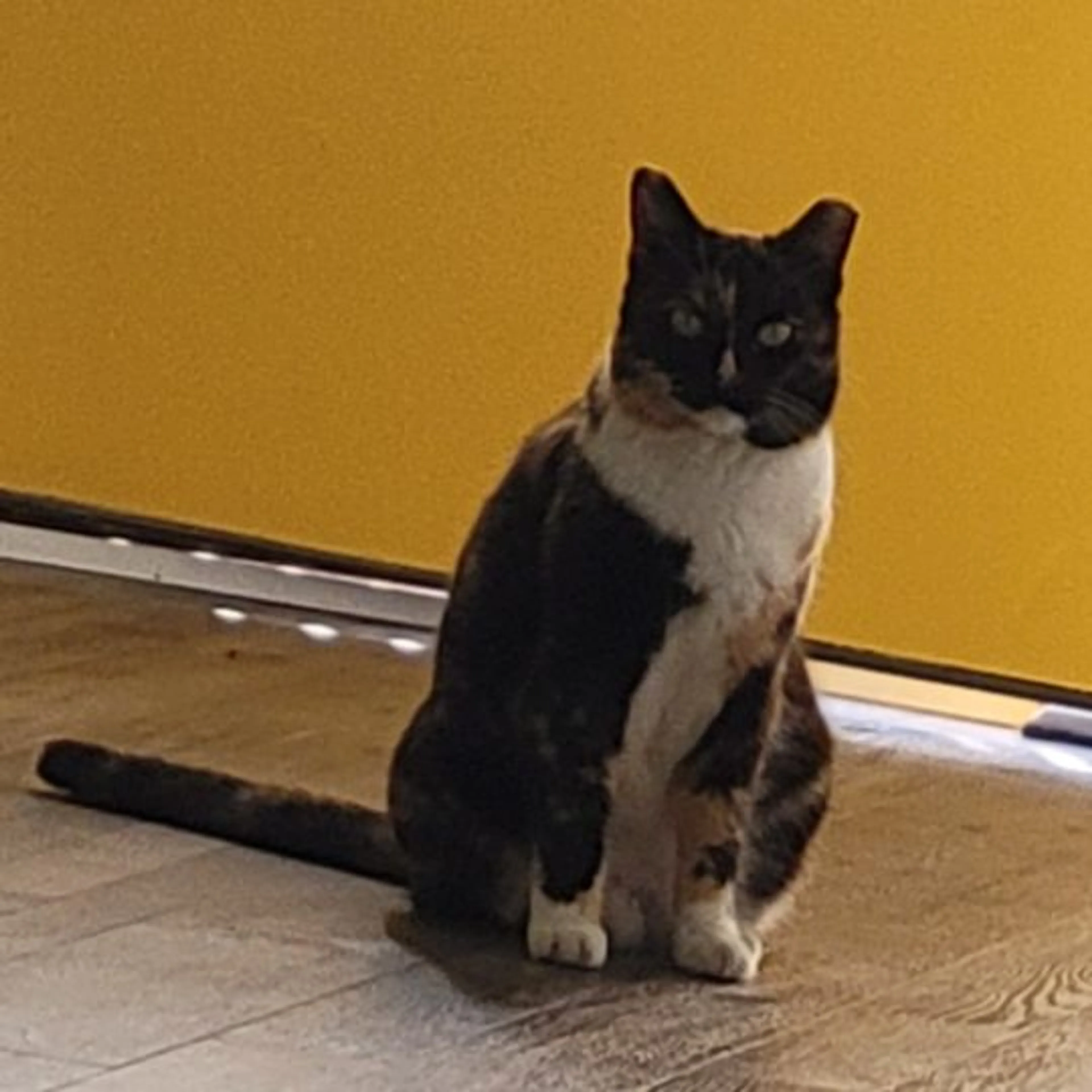 Lost pet