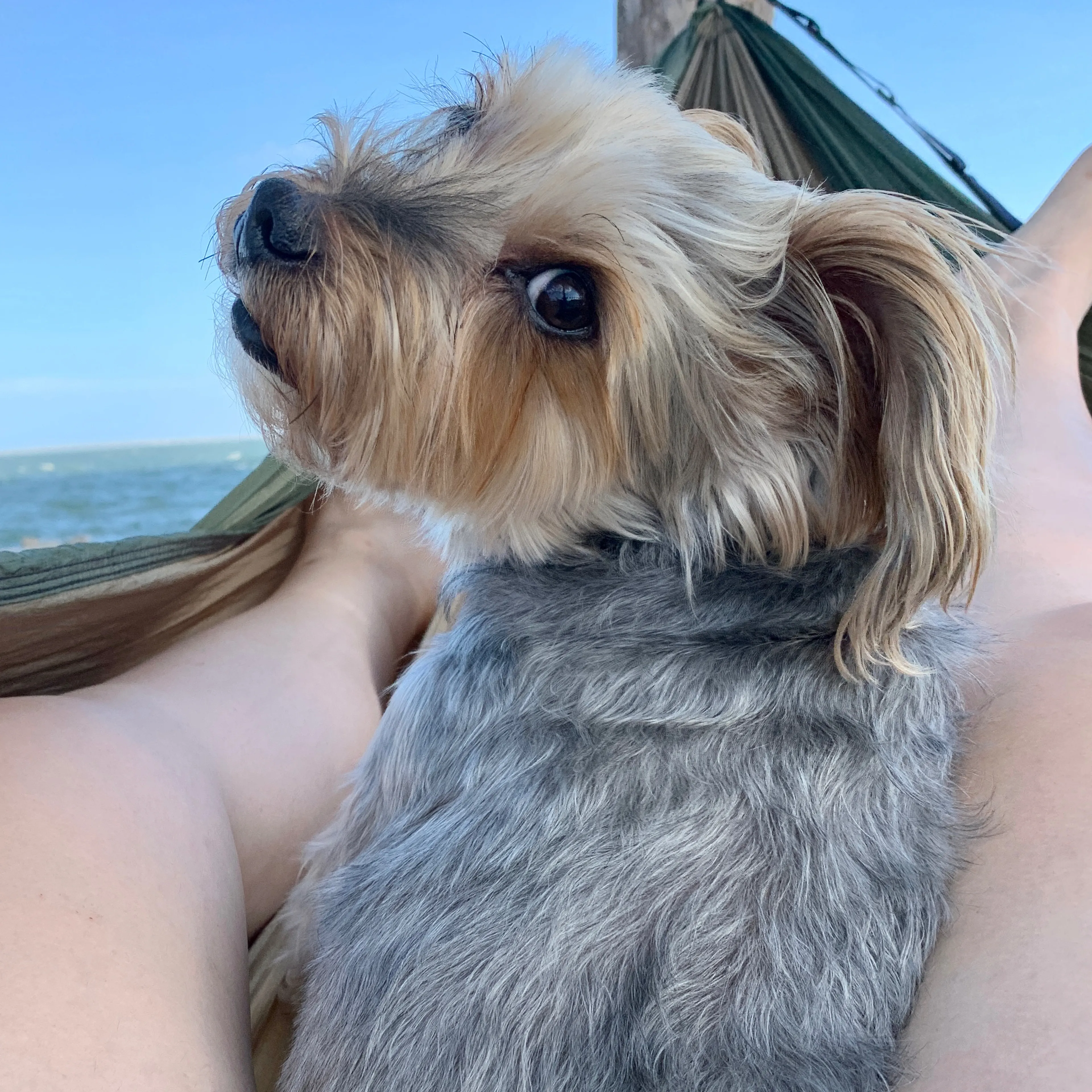 Lost pet-3