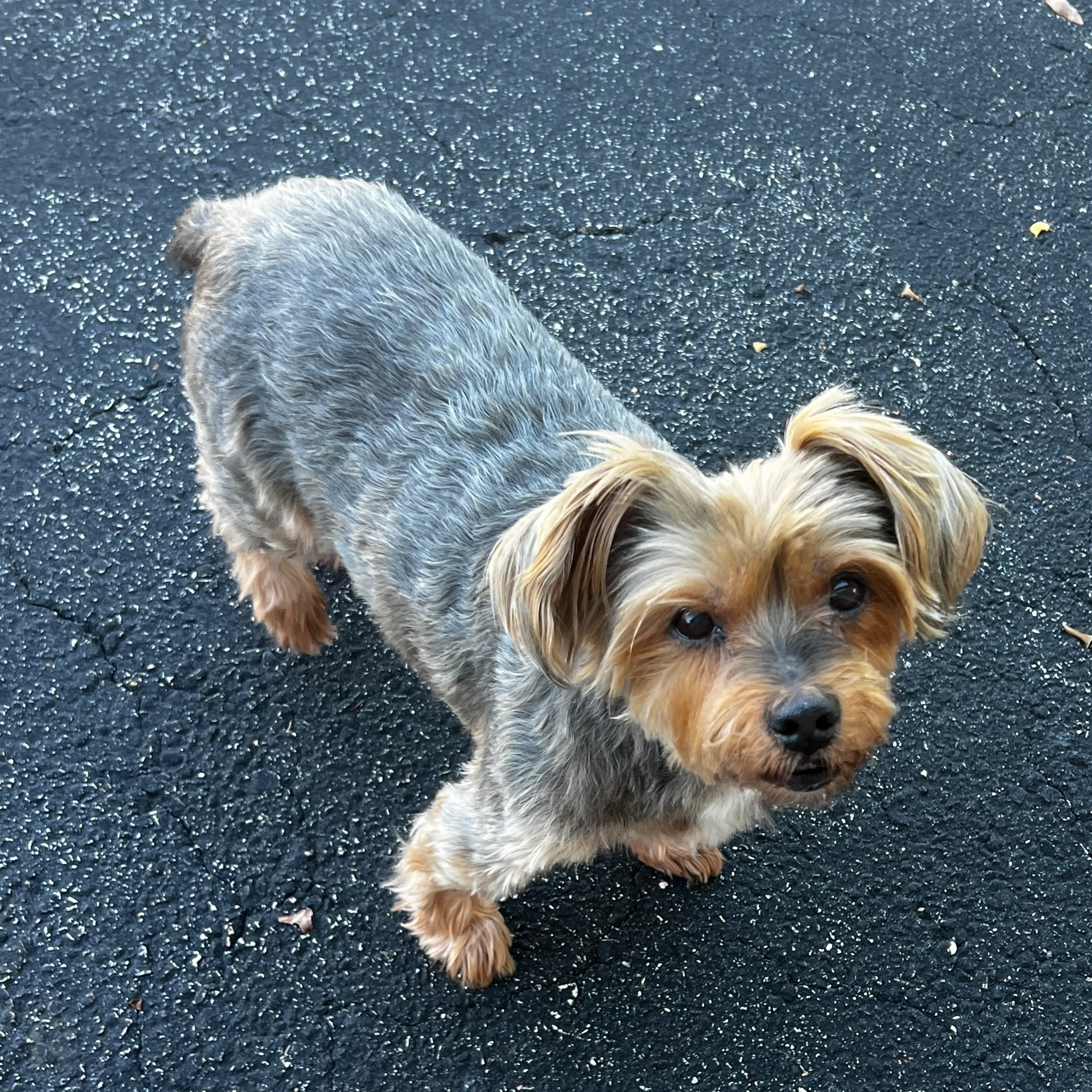 Lost pet-1