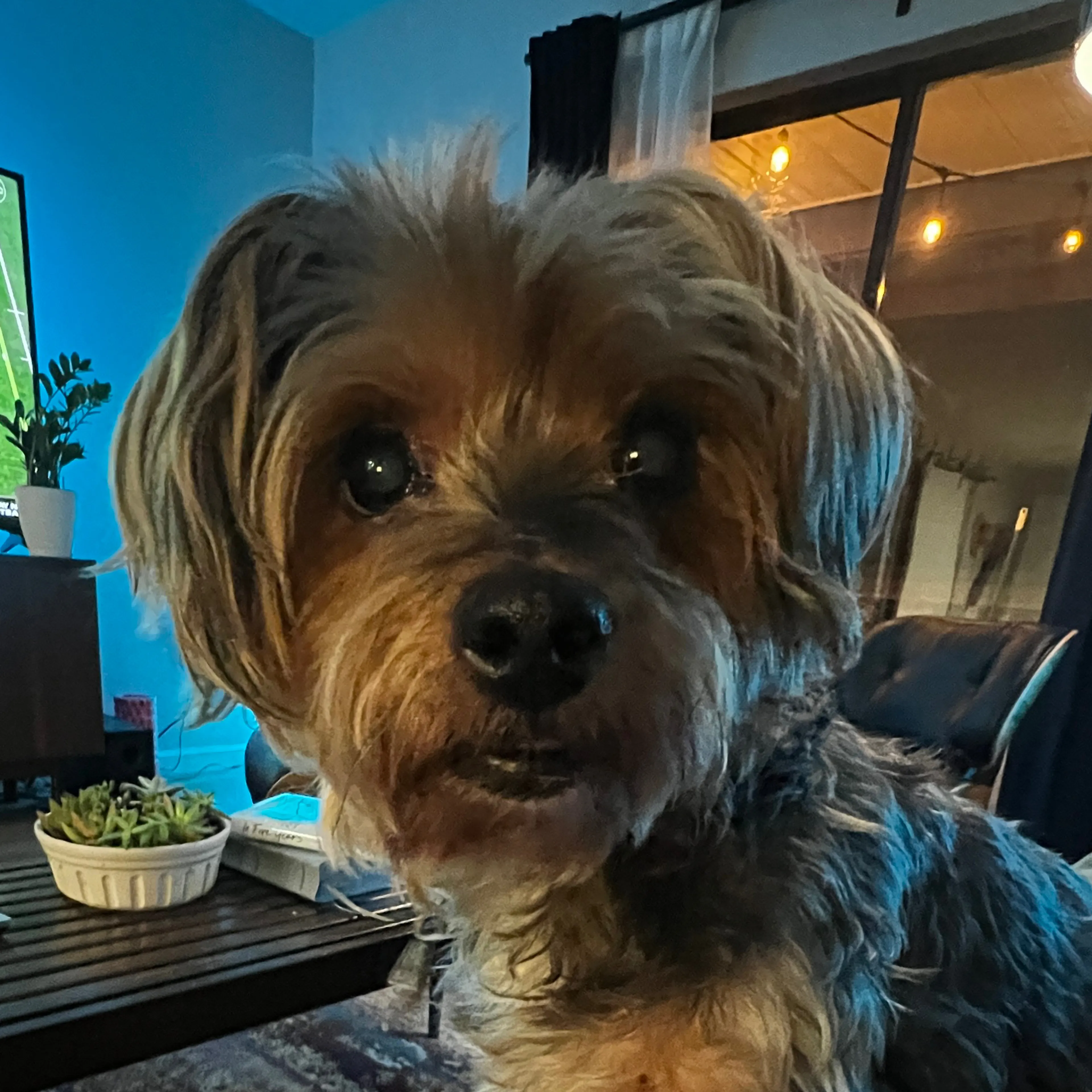 Lost pet-2