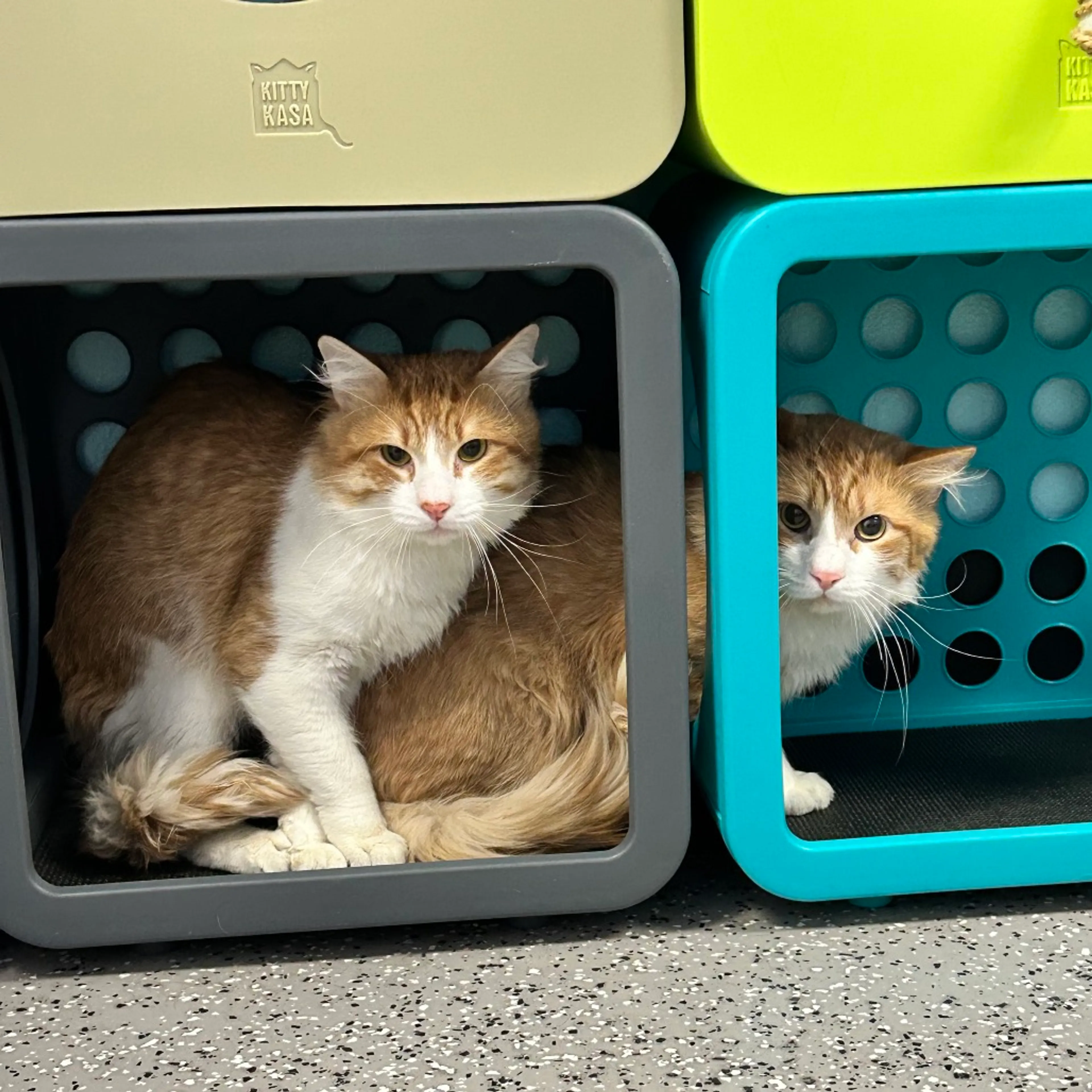Found pet-1