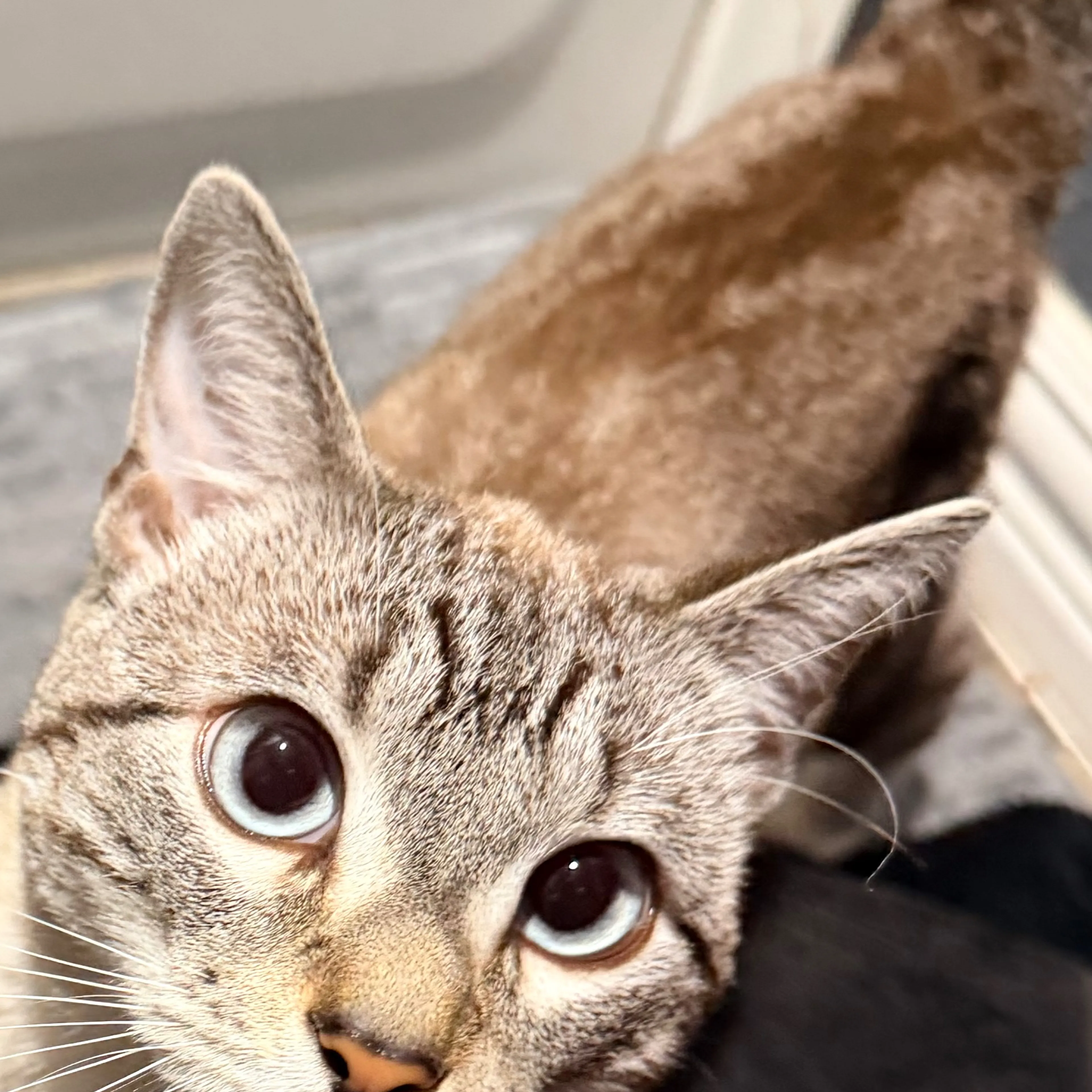 Lost pet-1