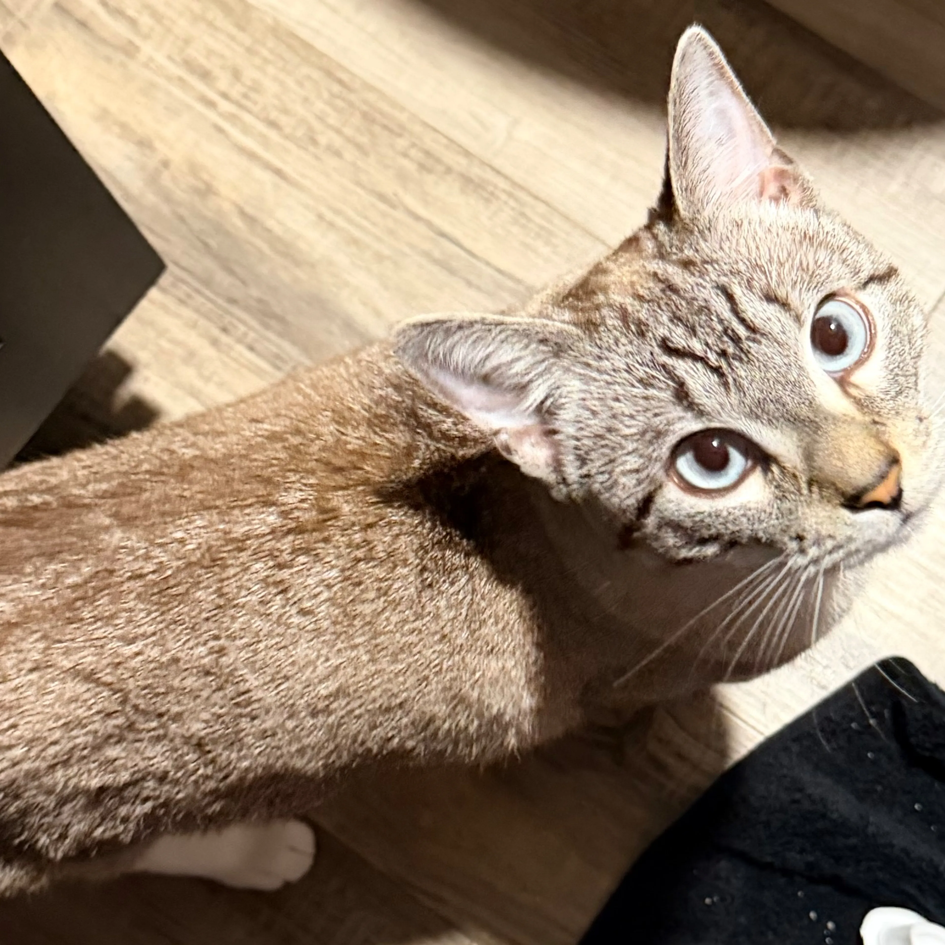 Lost pet-2