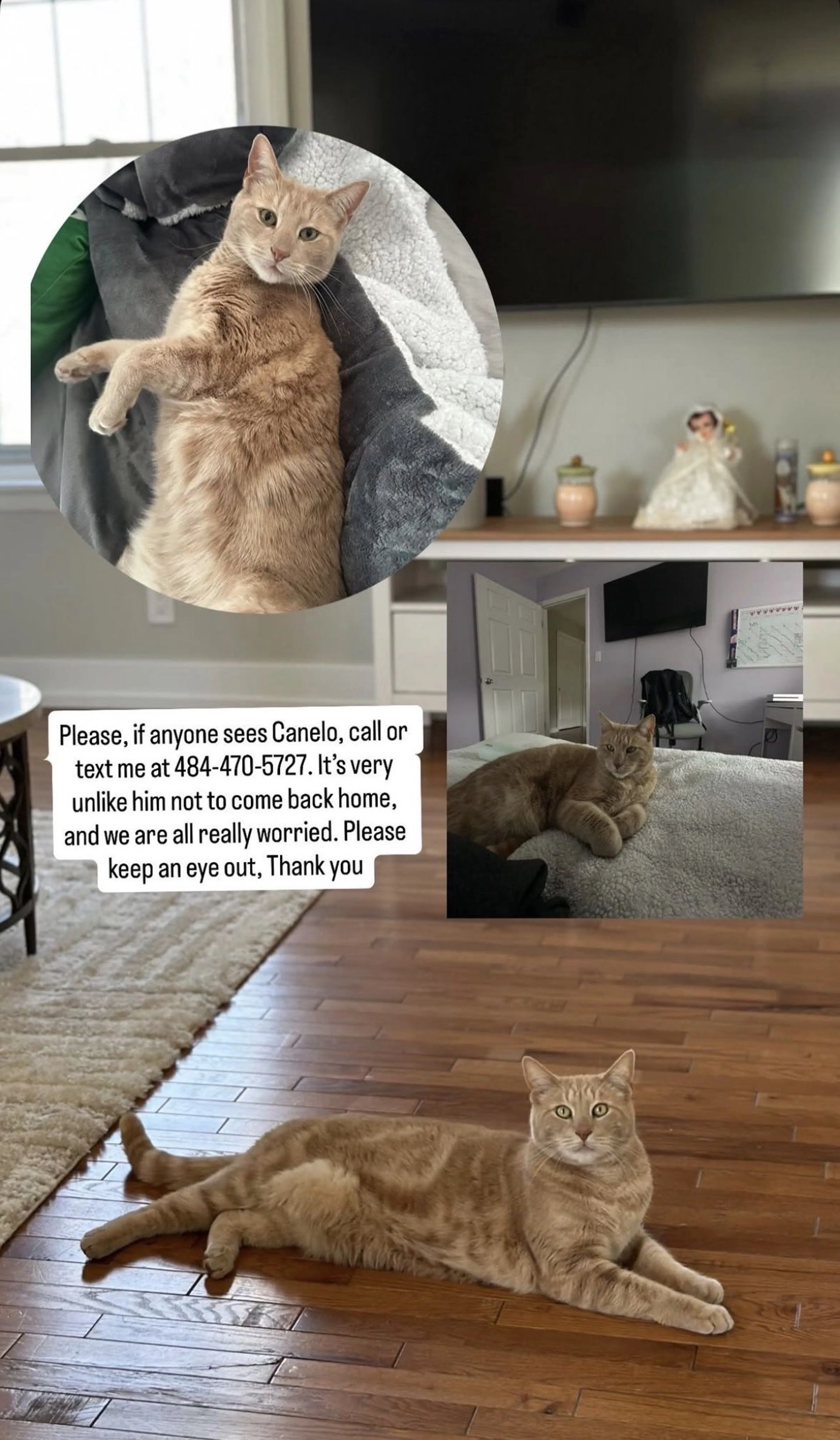 Lost pet