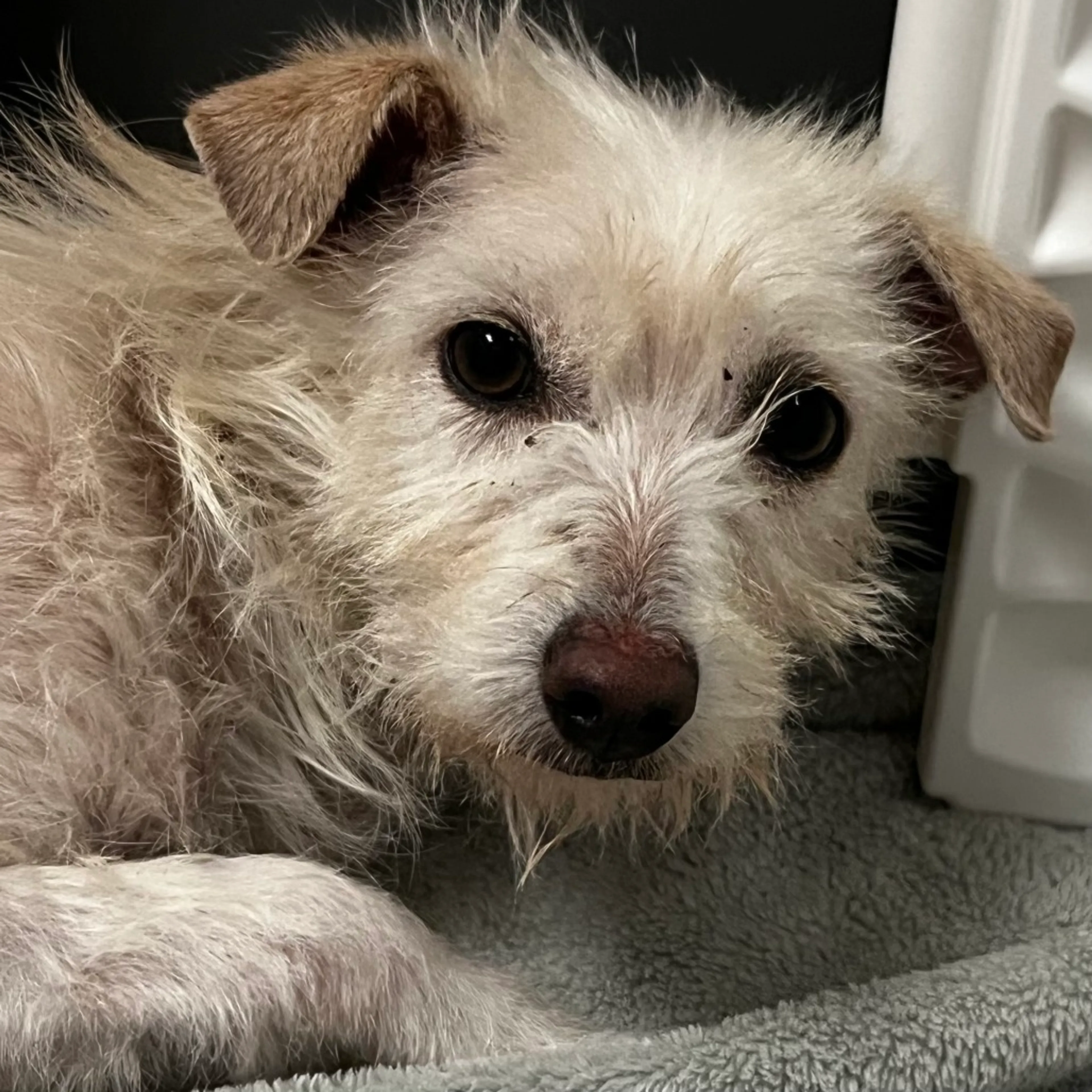 Found pet