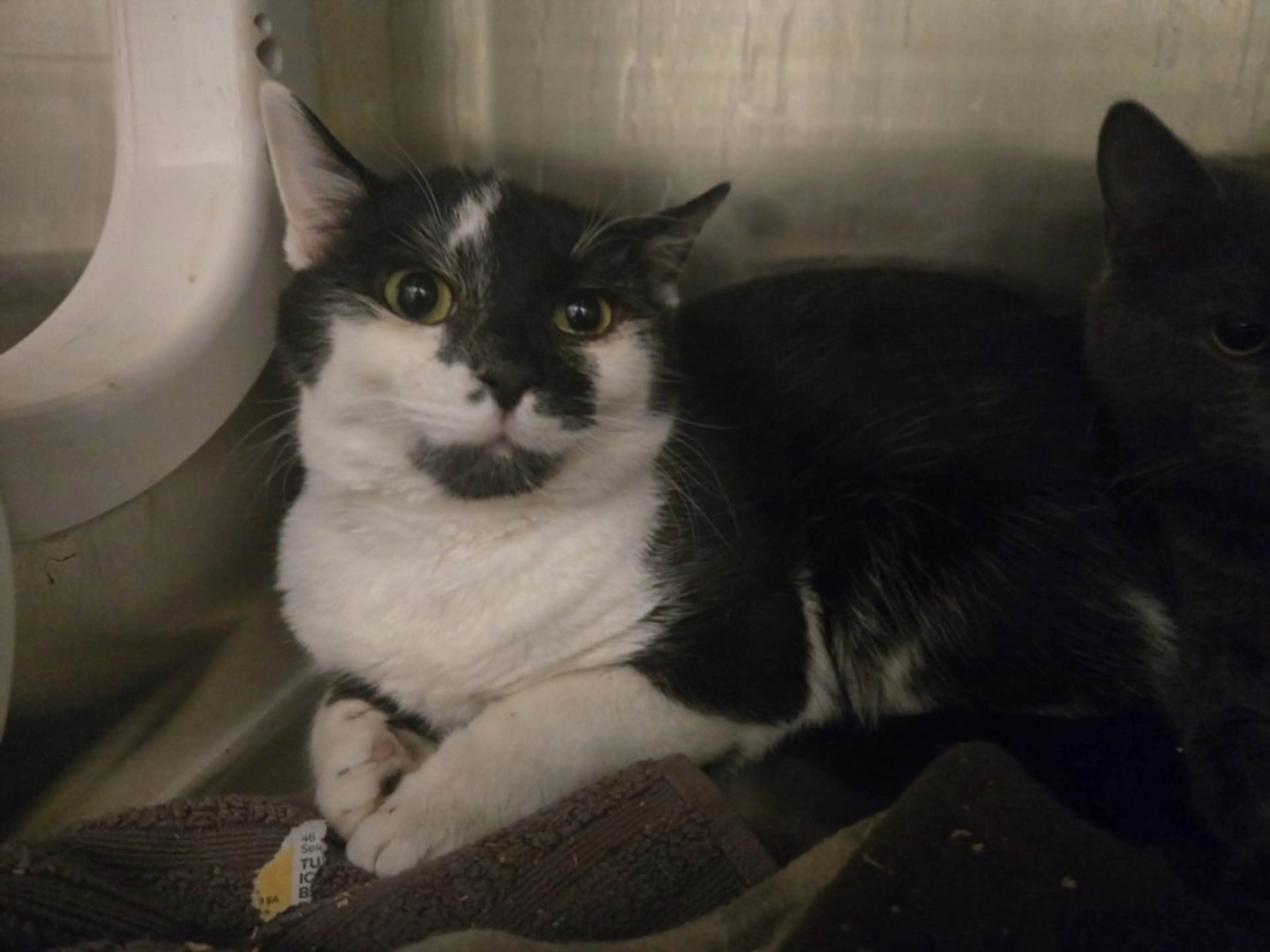 Found pet