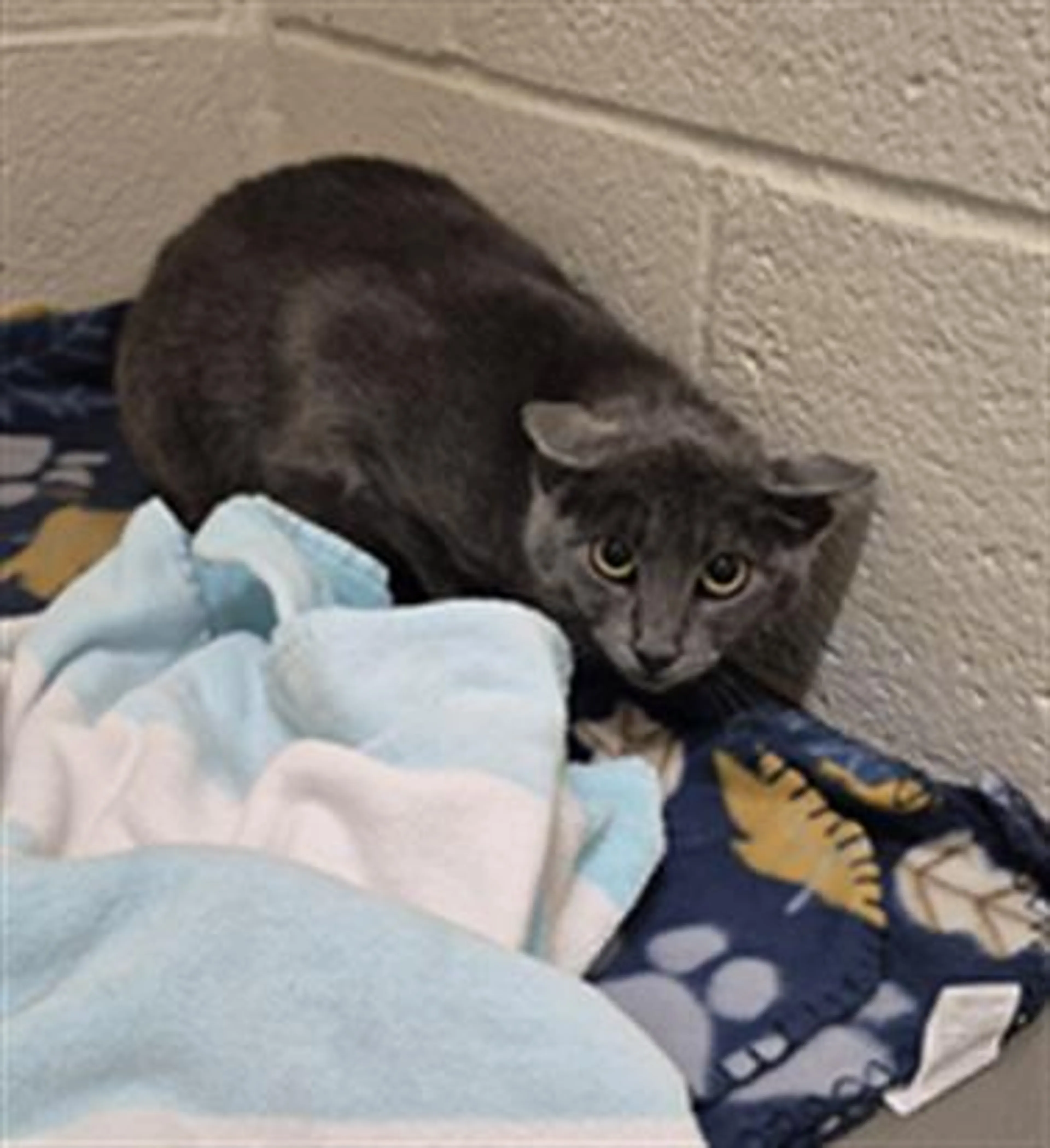 Found pet
