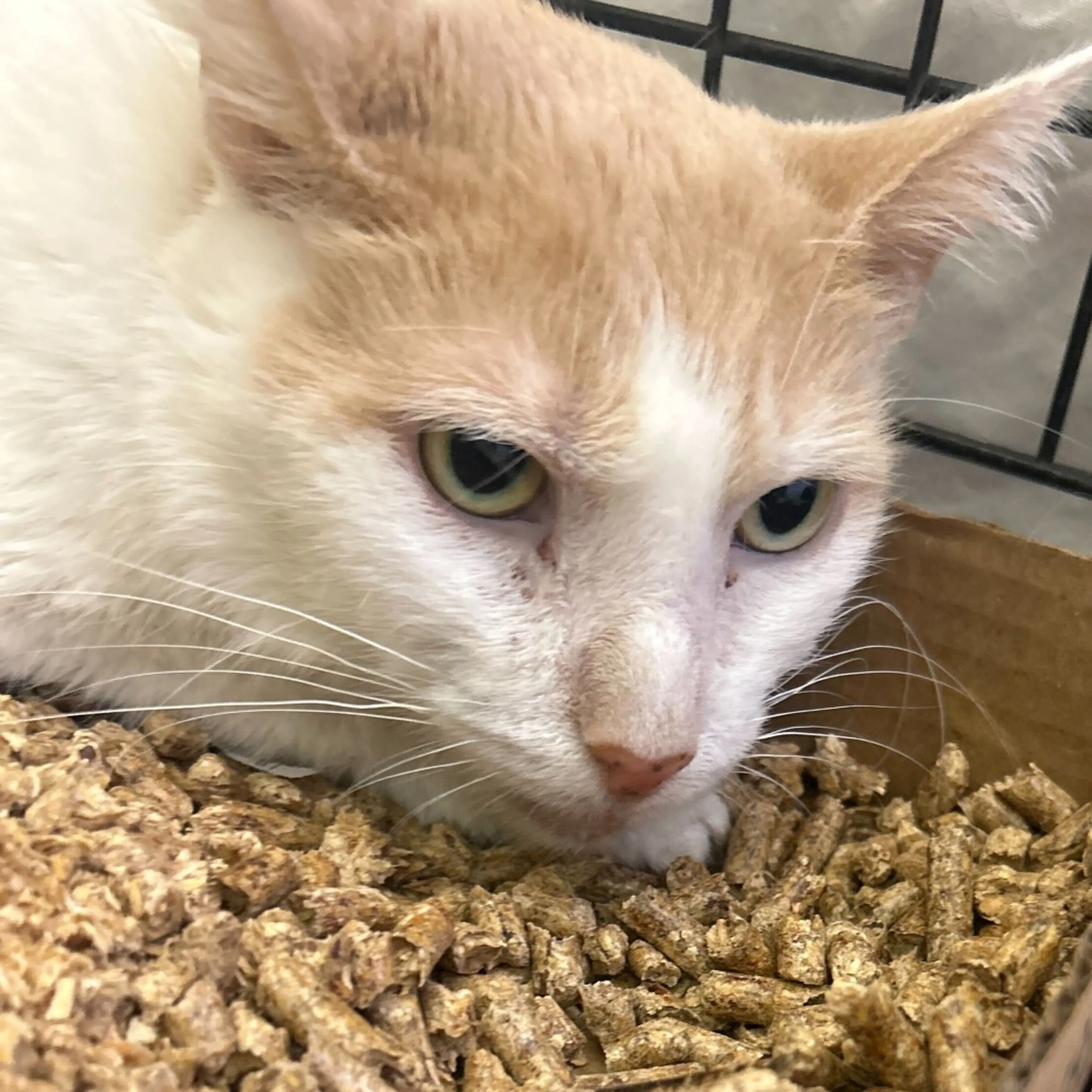 Found pet