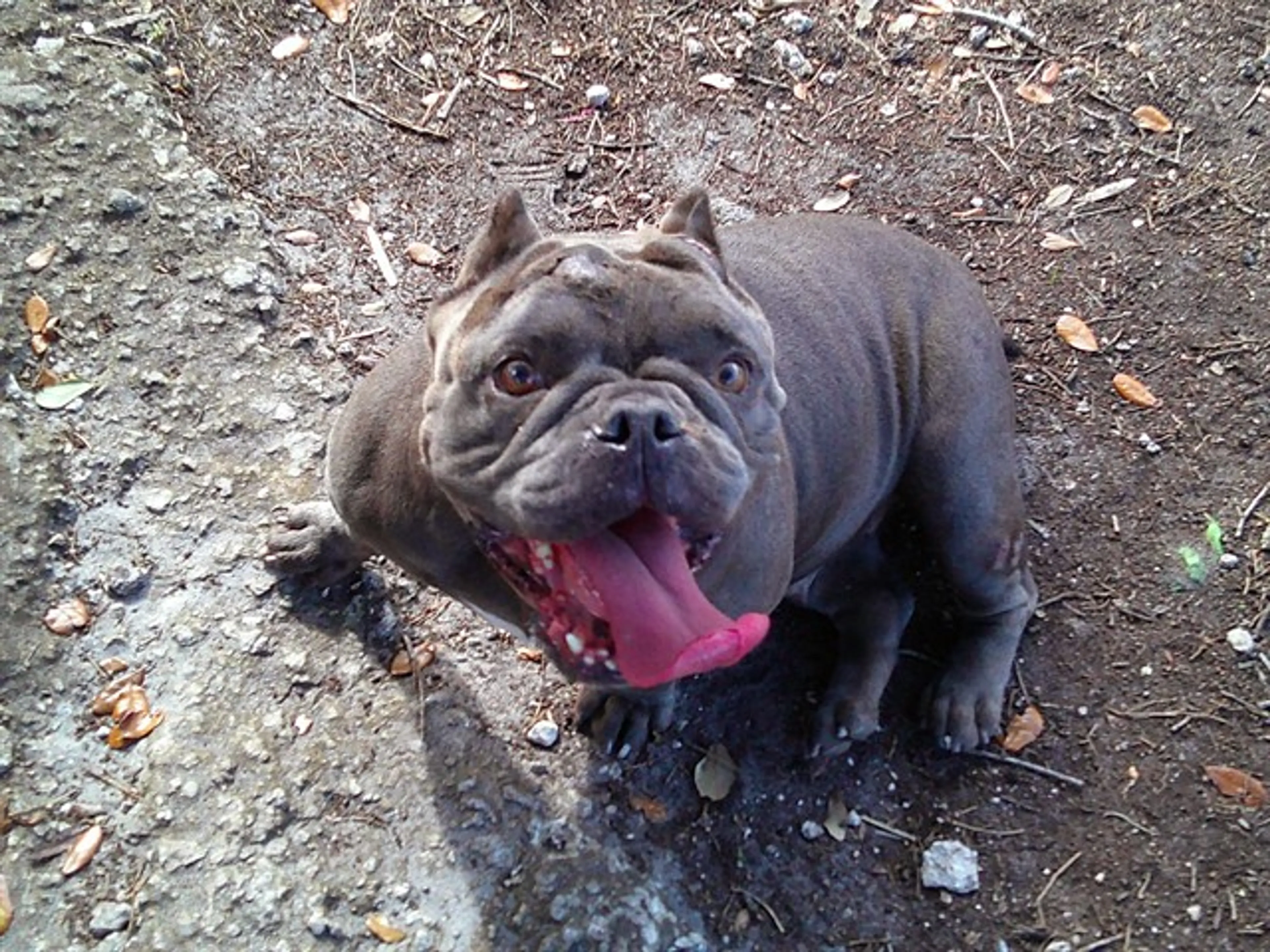 Found pet