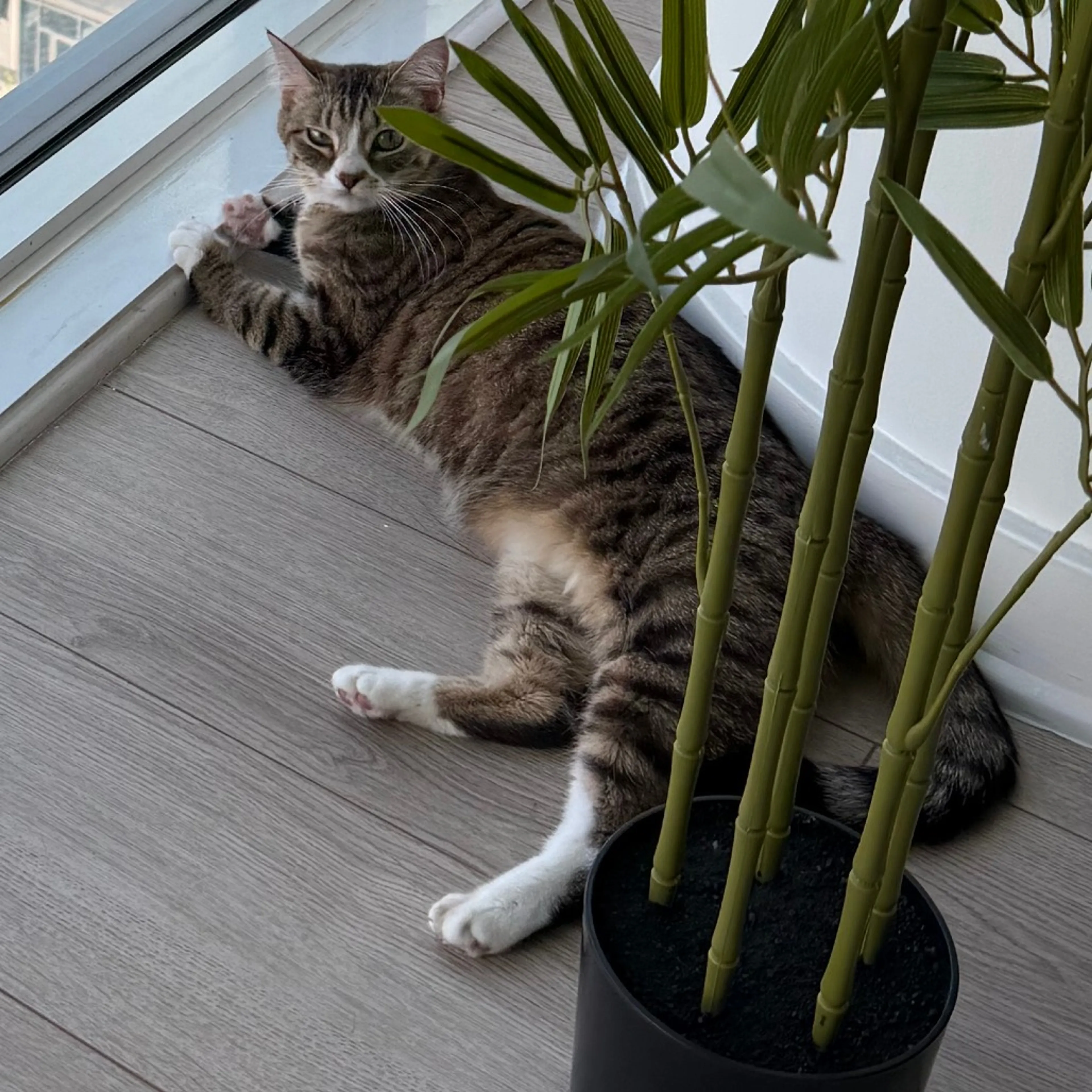 Found pet-6