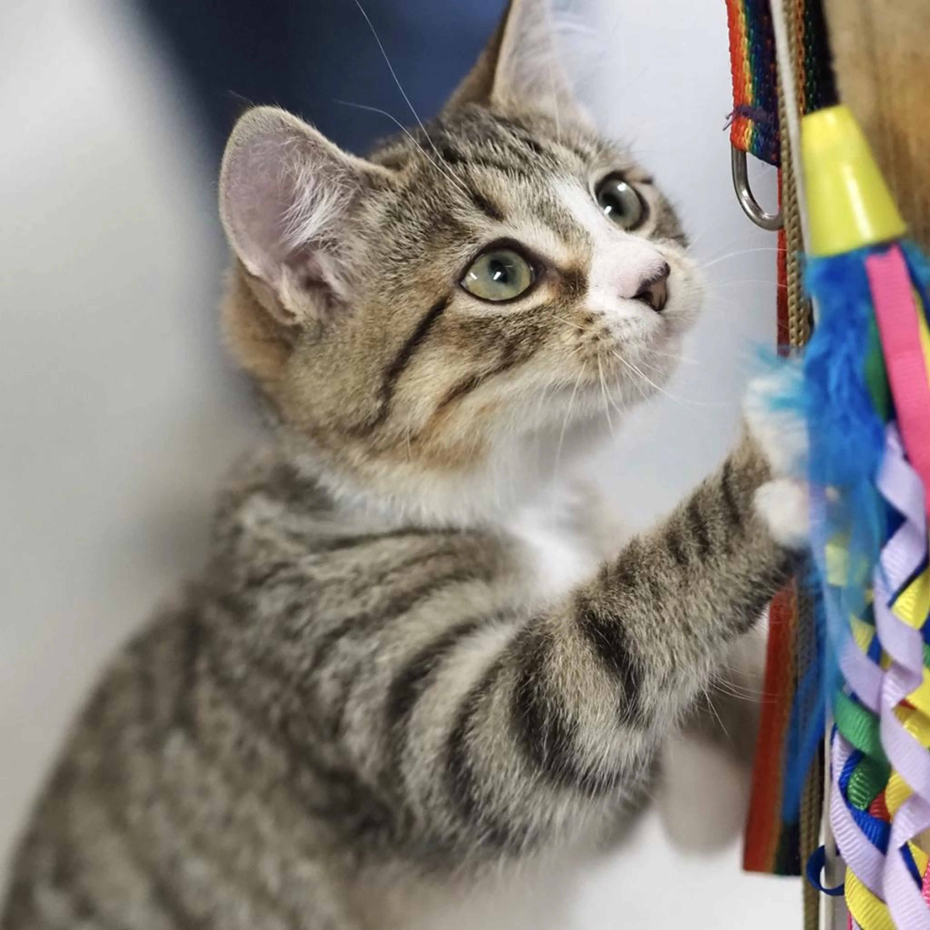 Found pet-1
