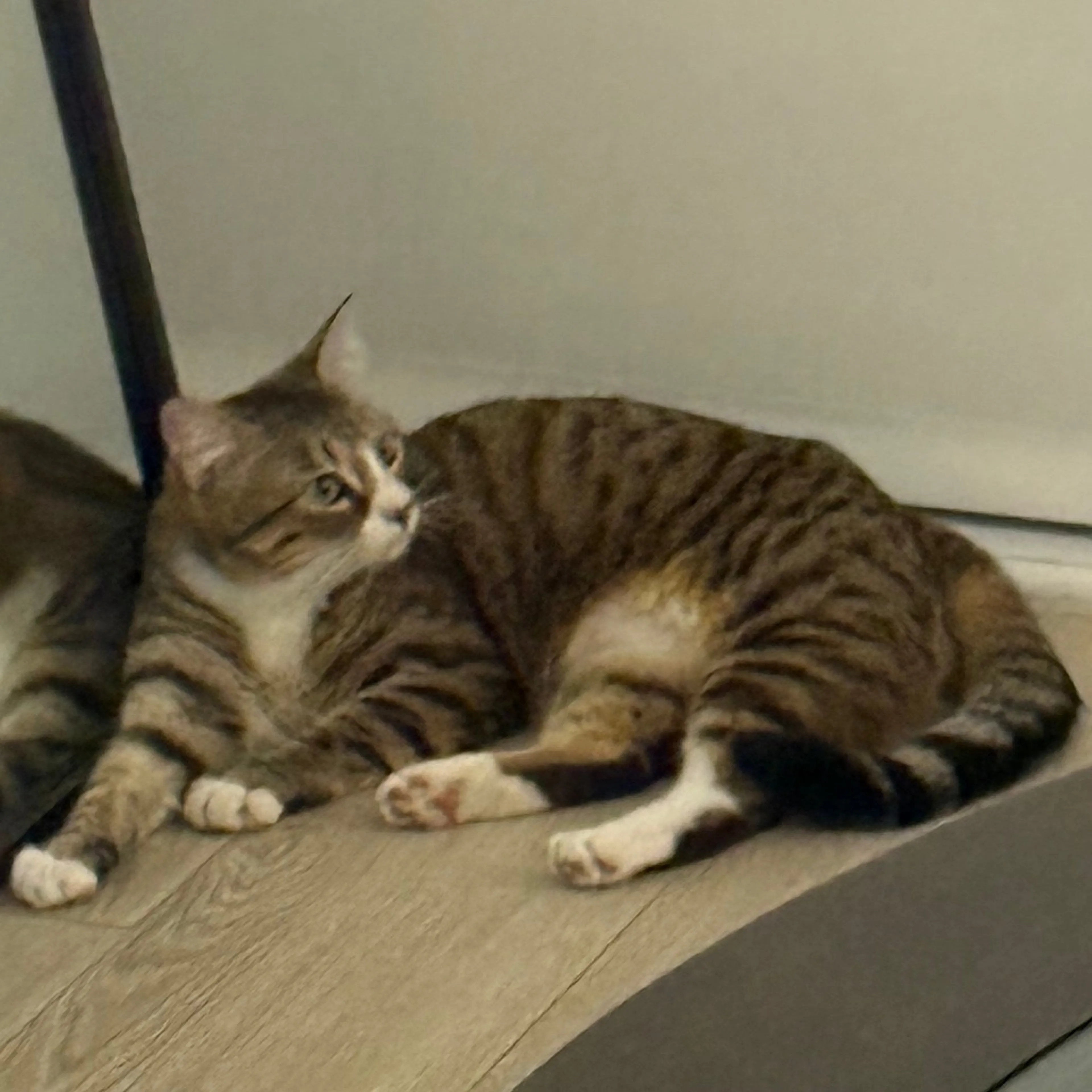 Found pet-4