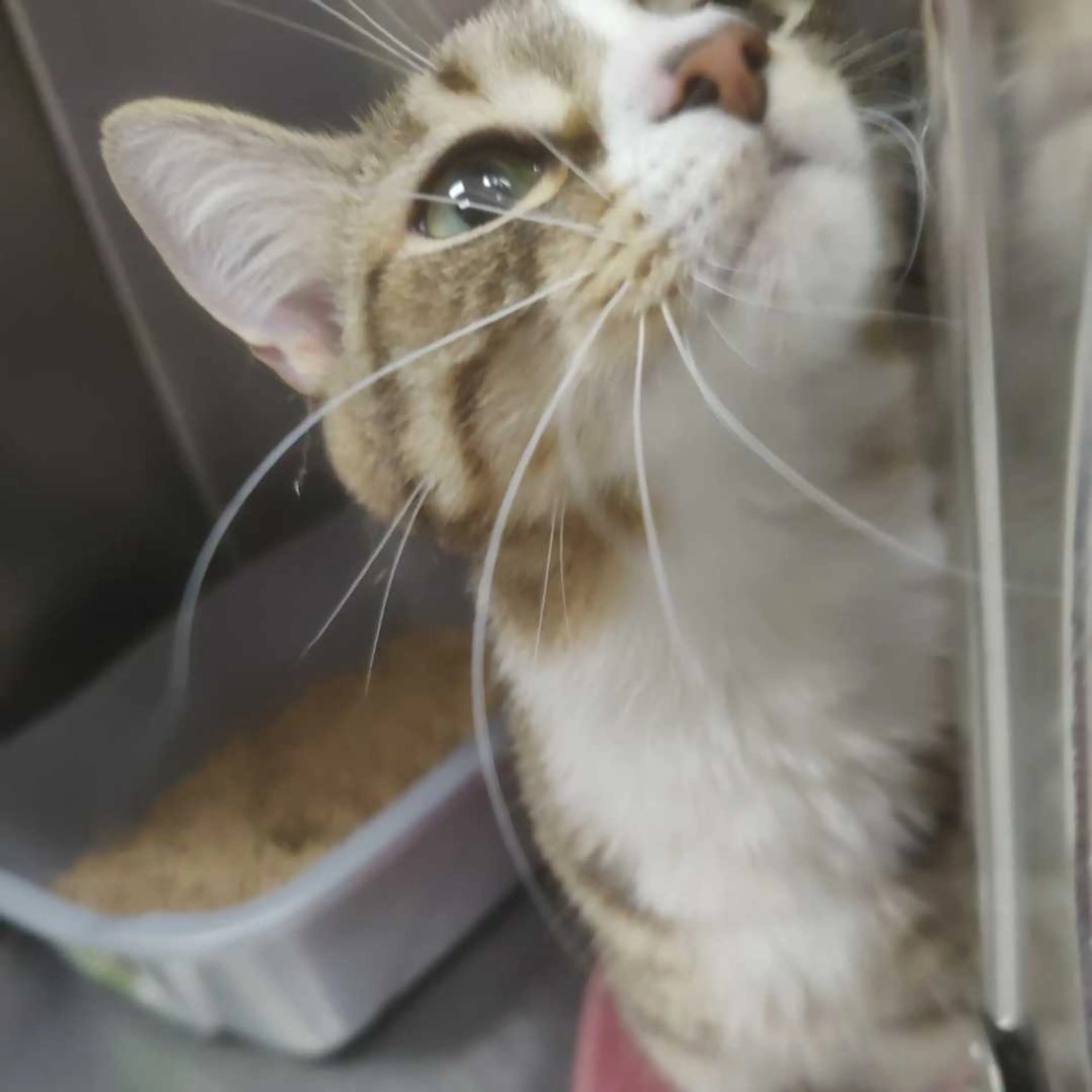 Found pet-3