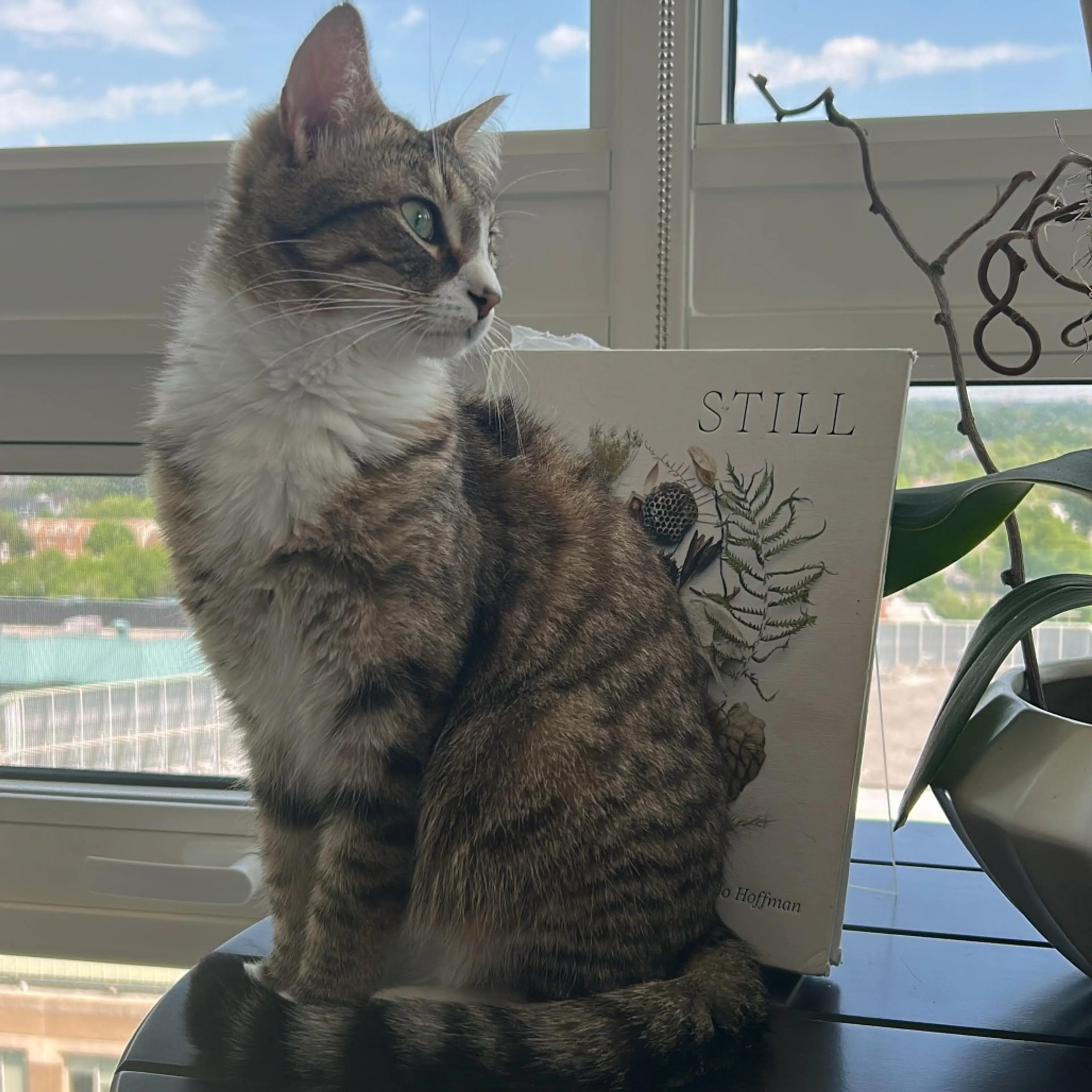 Found pet-5