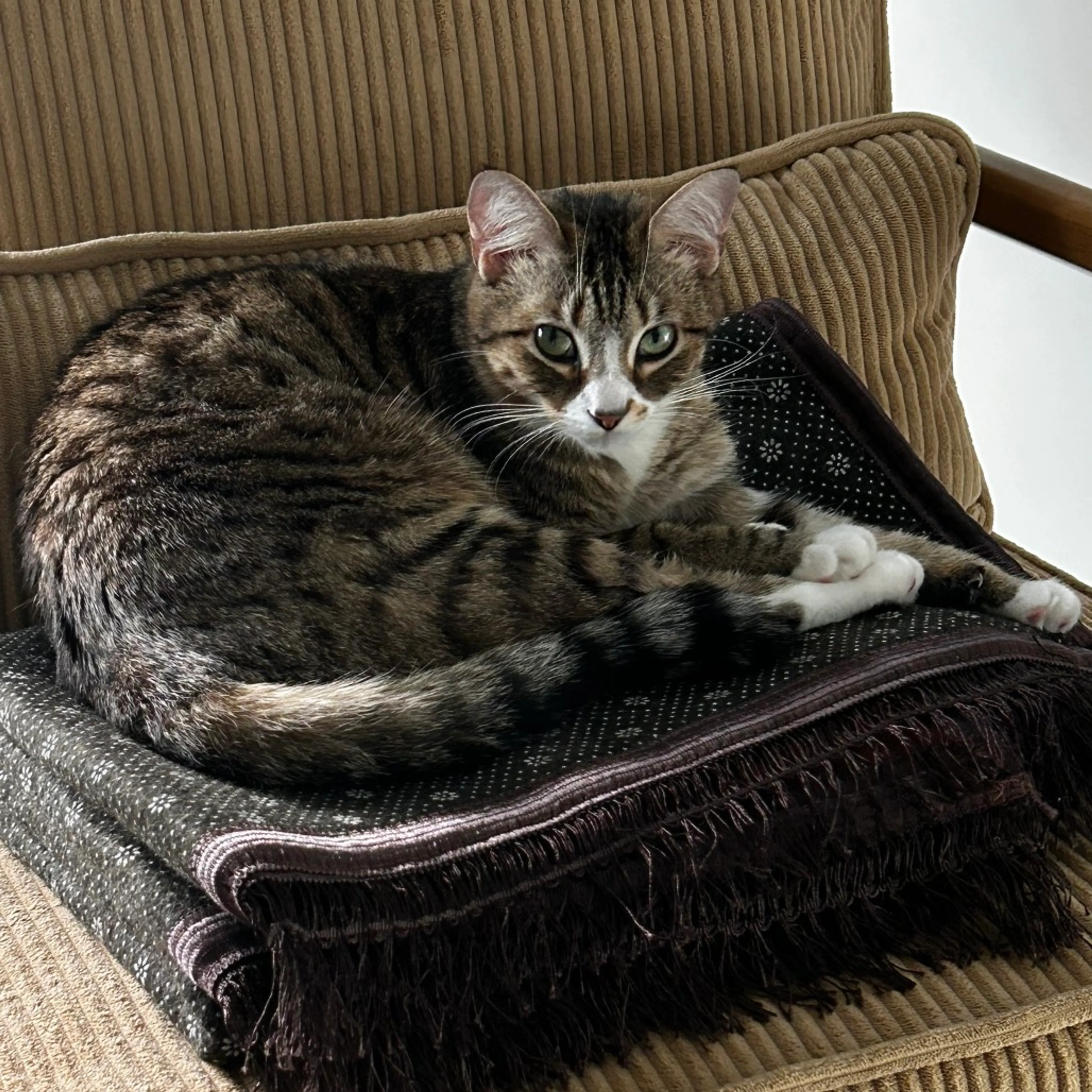Found pet-7