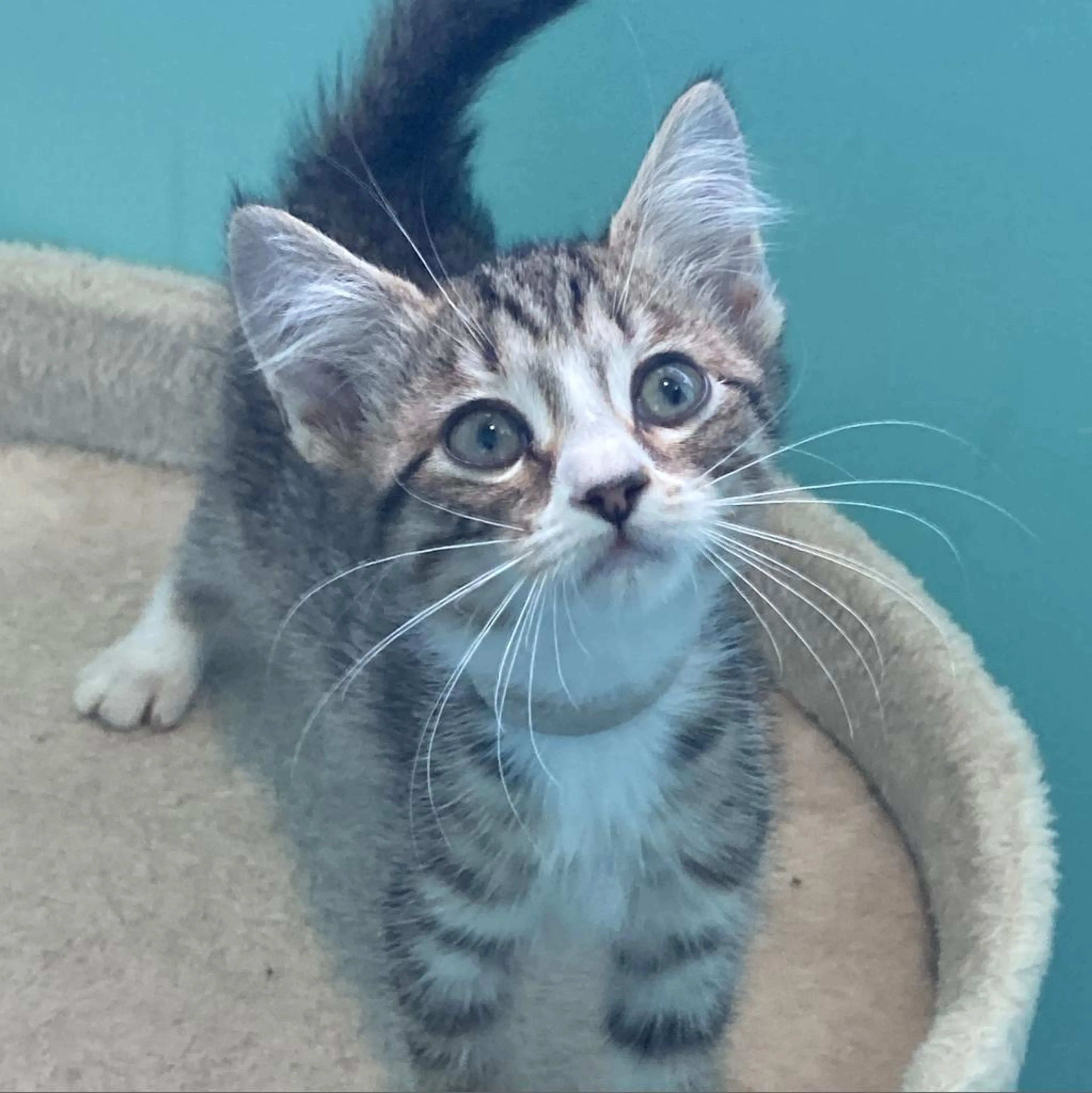 Found pet-2