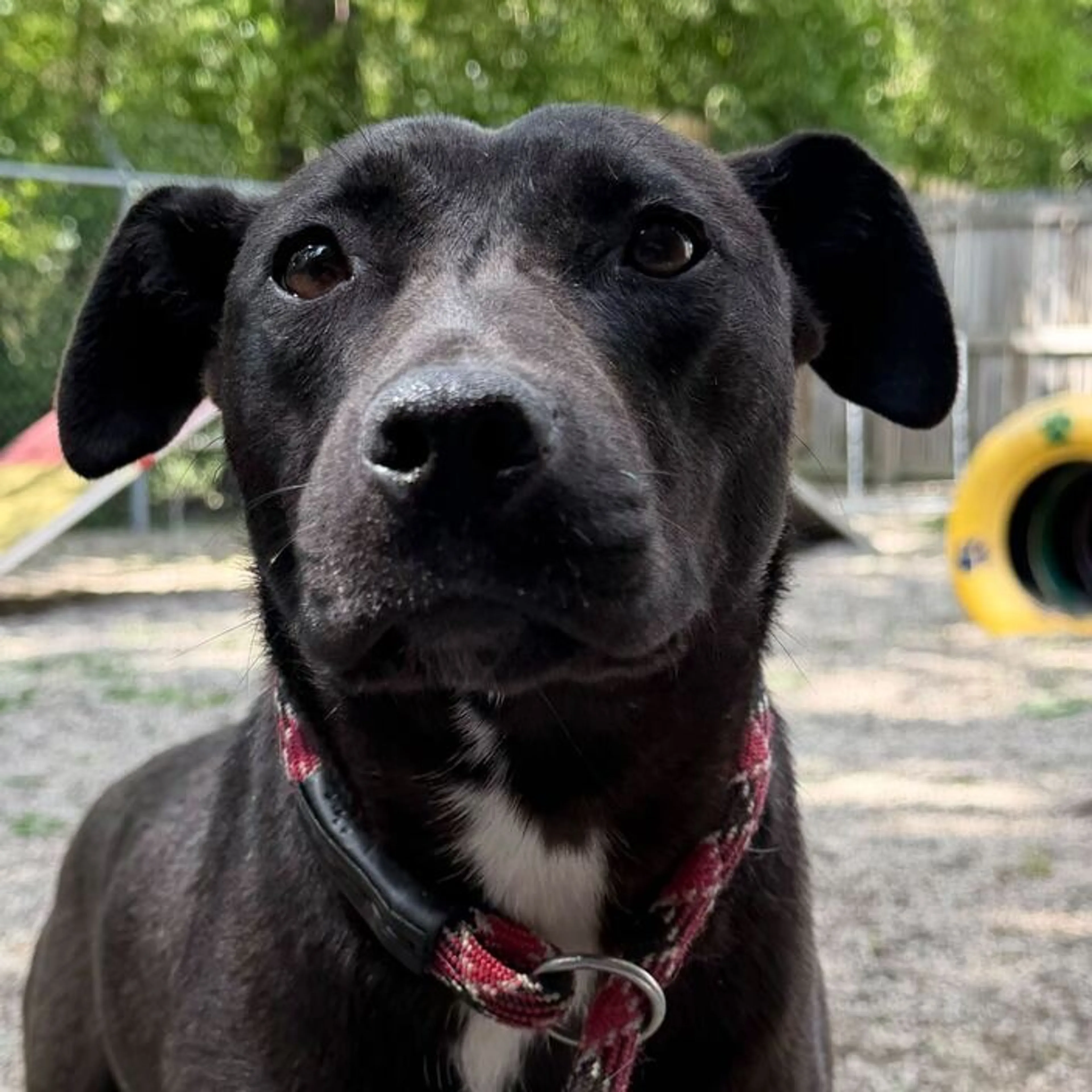 Found pet-4
