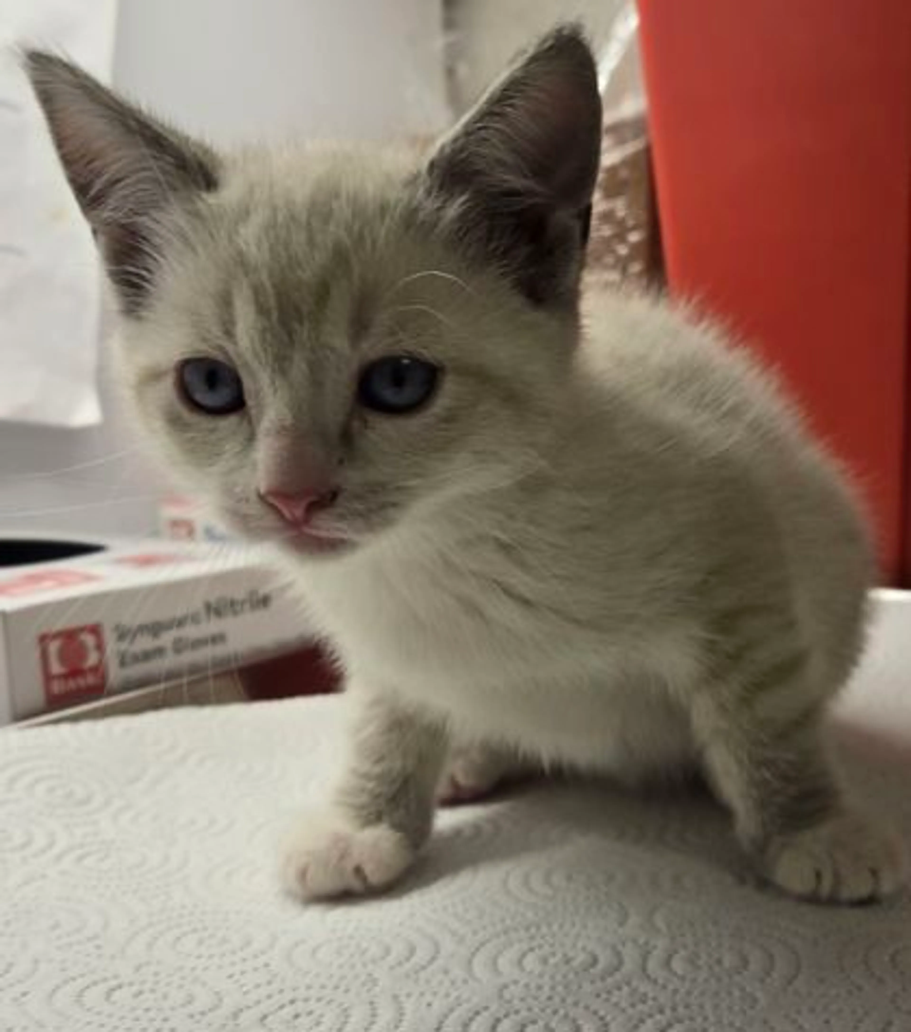 Found pet-1