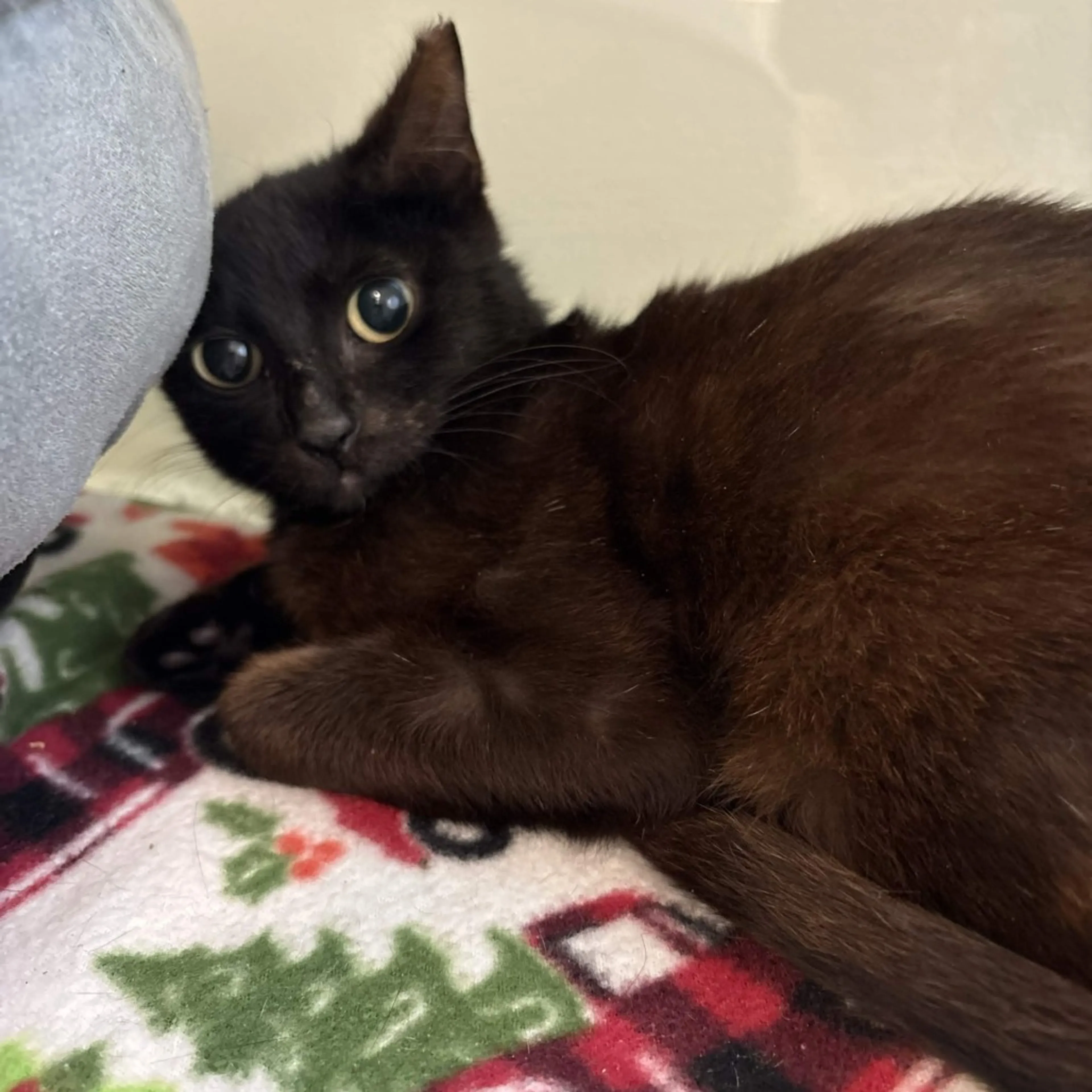 Found pet-1