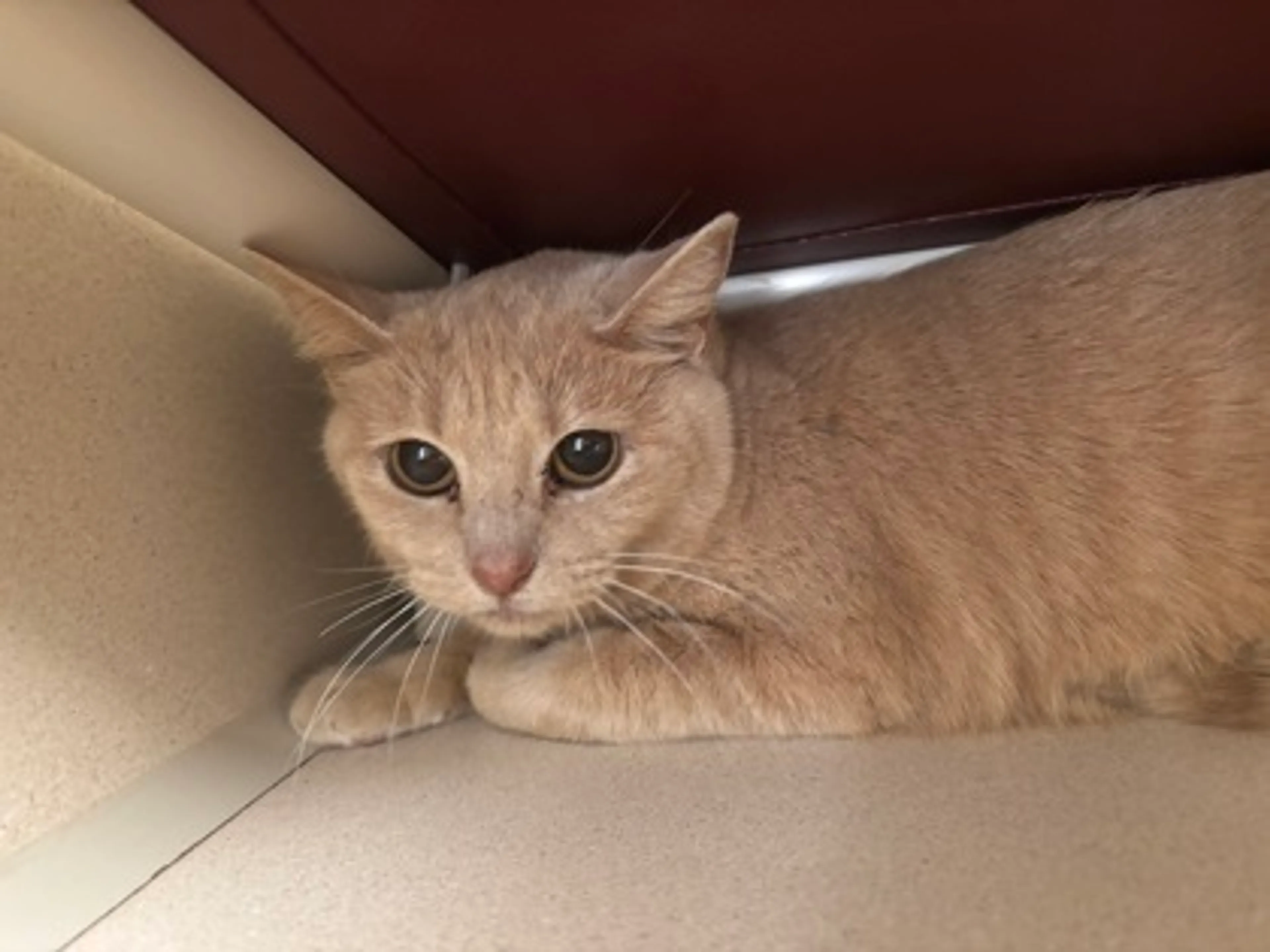 Found pet
