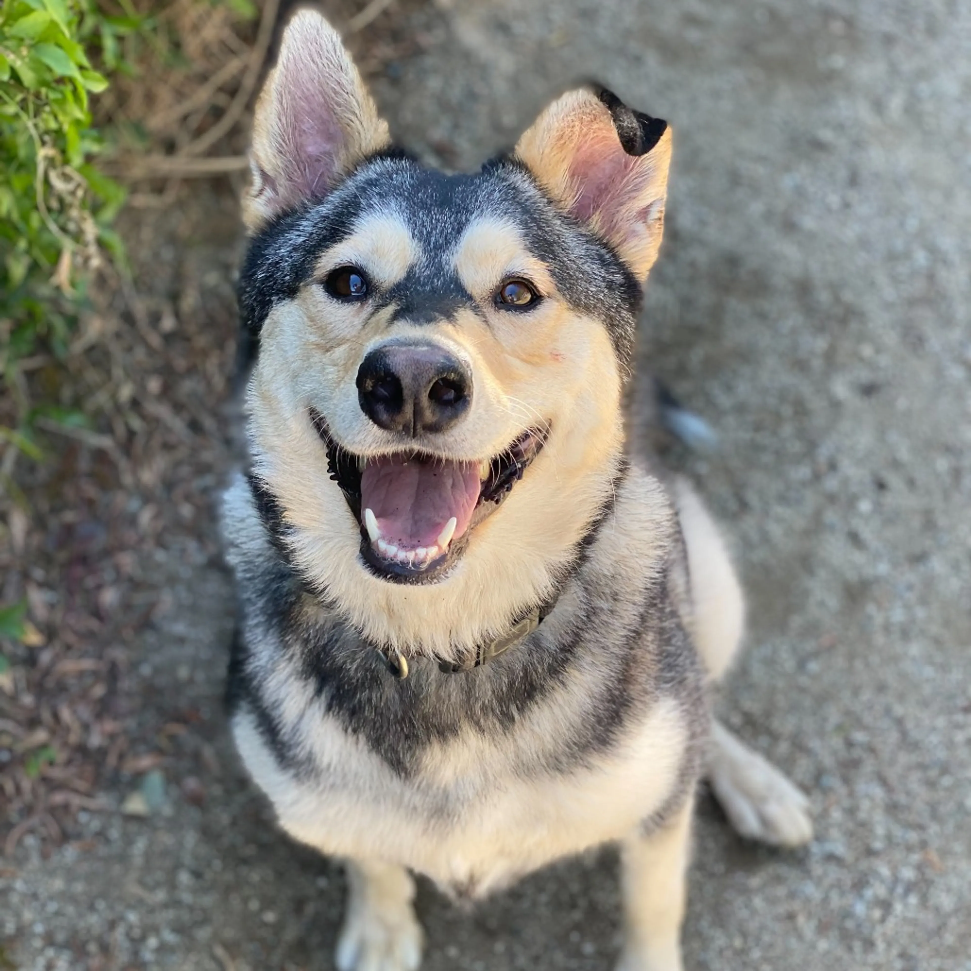 Found pet-7