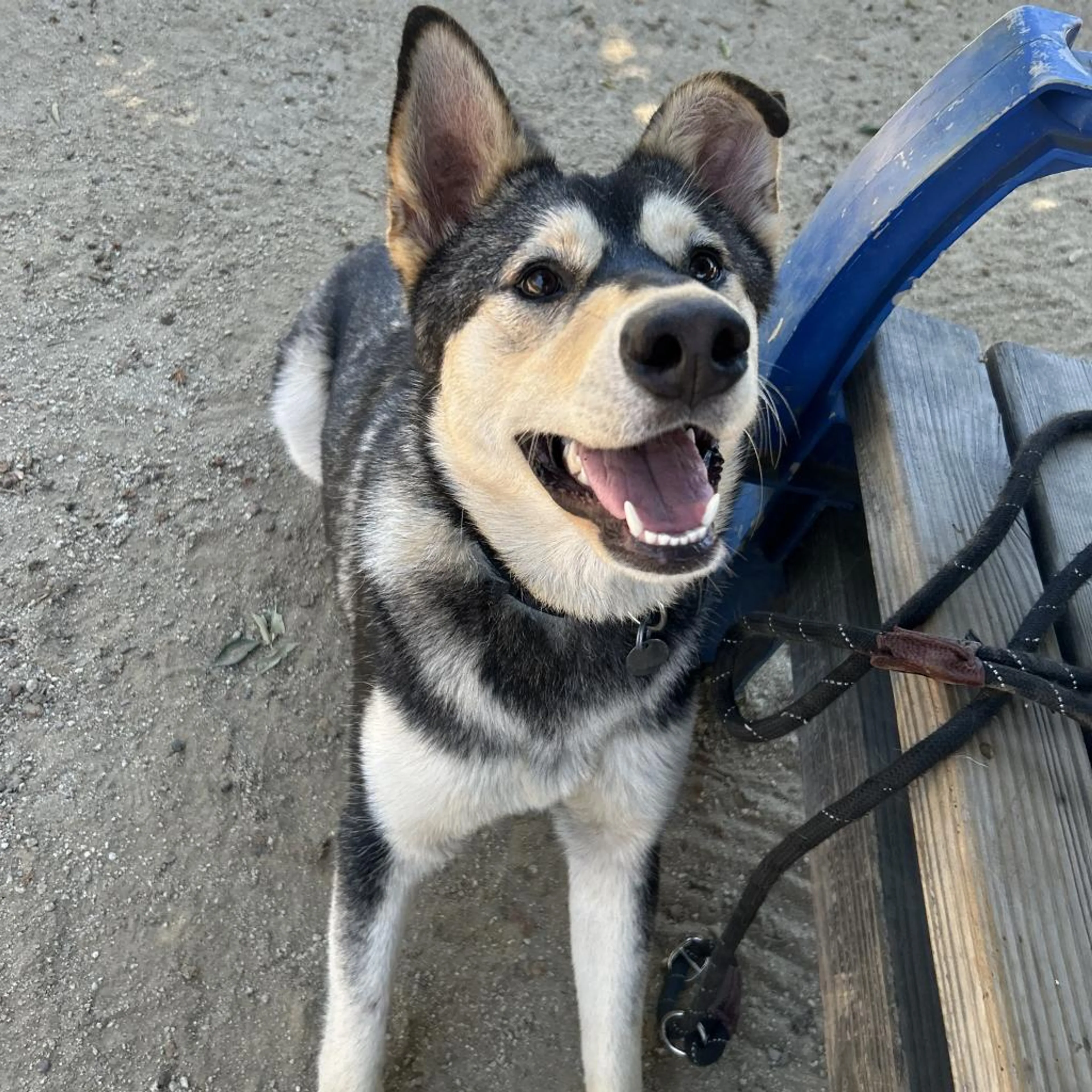 Found pet-1