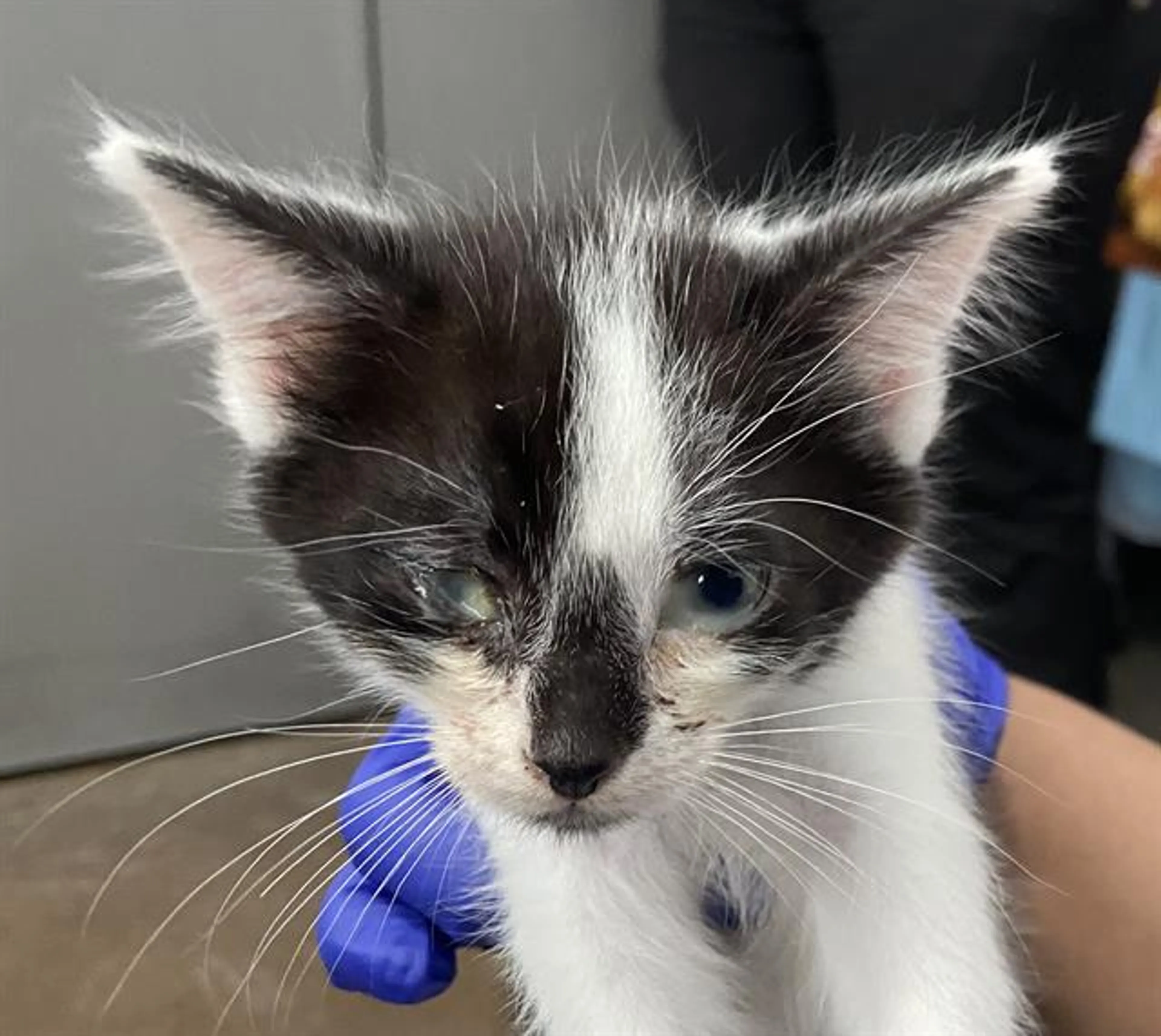 Found pet