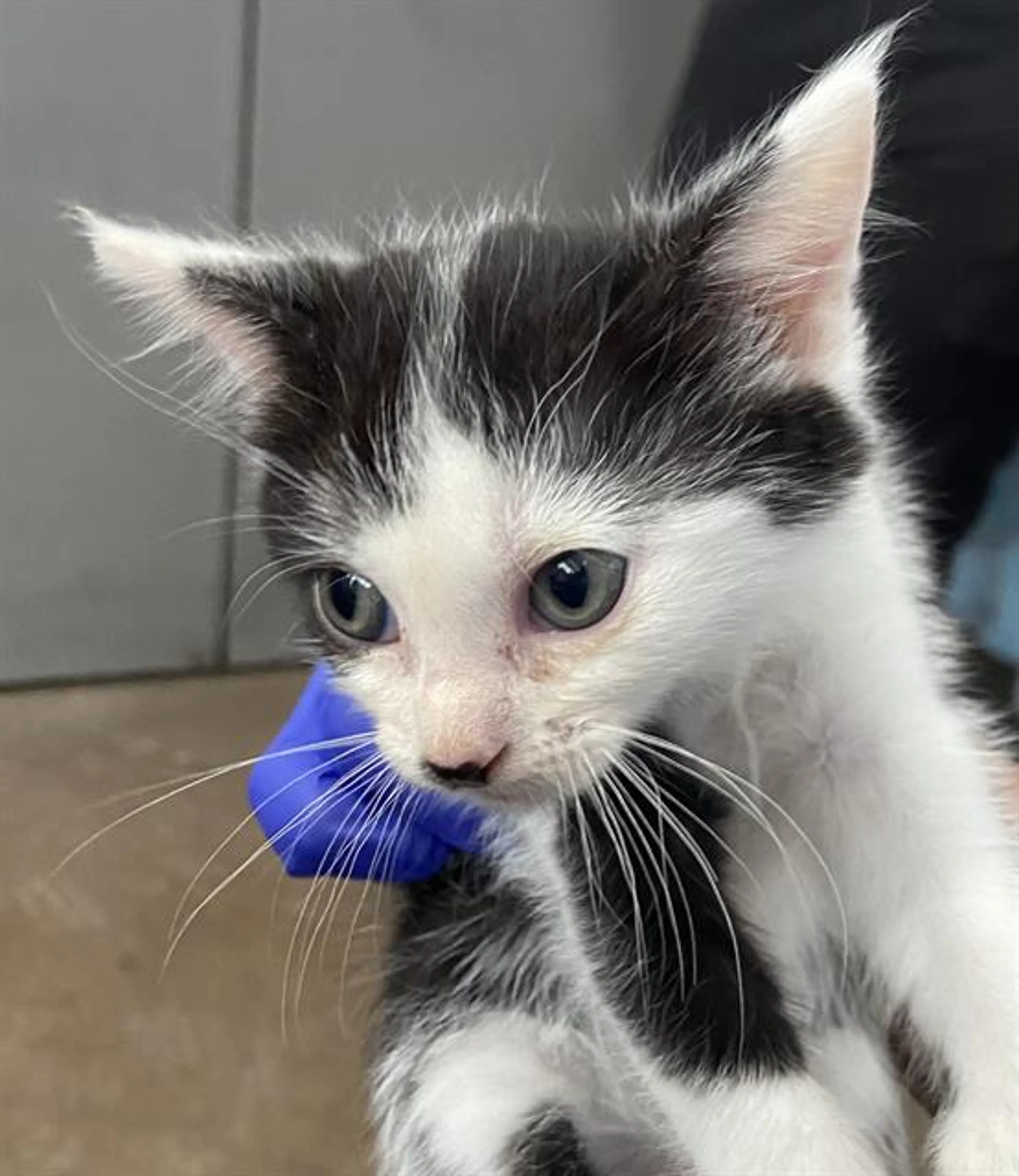 Found pet