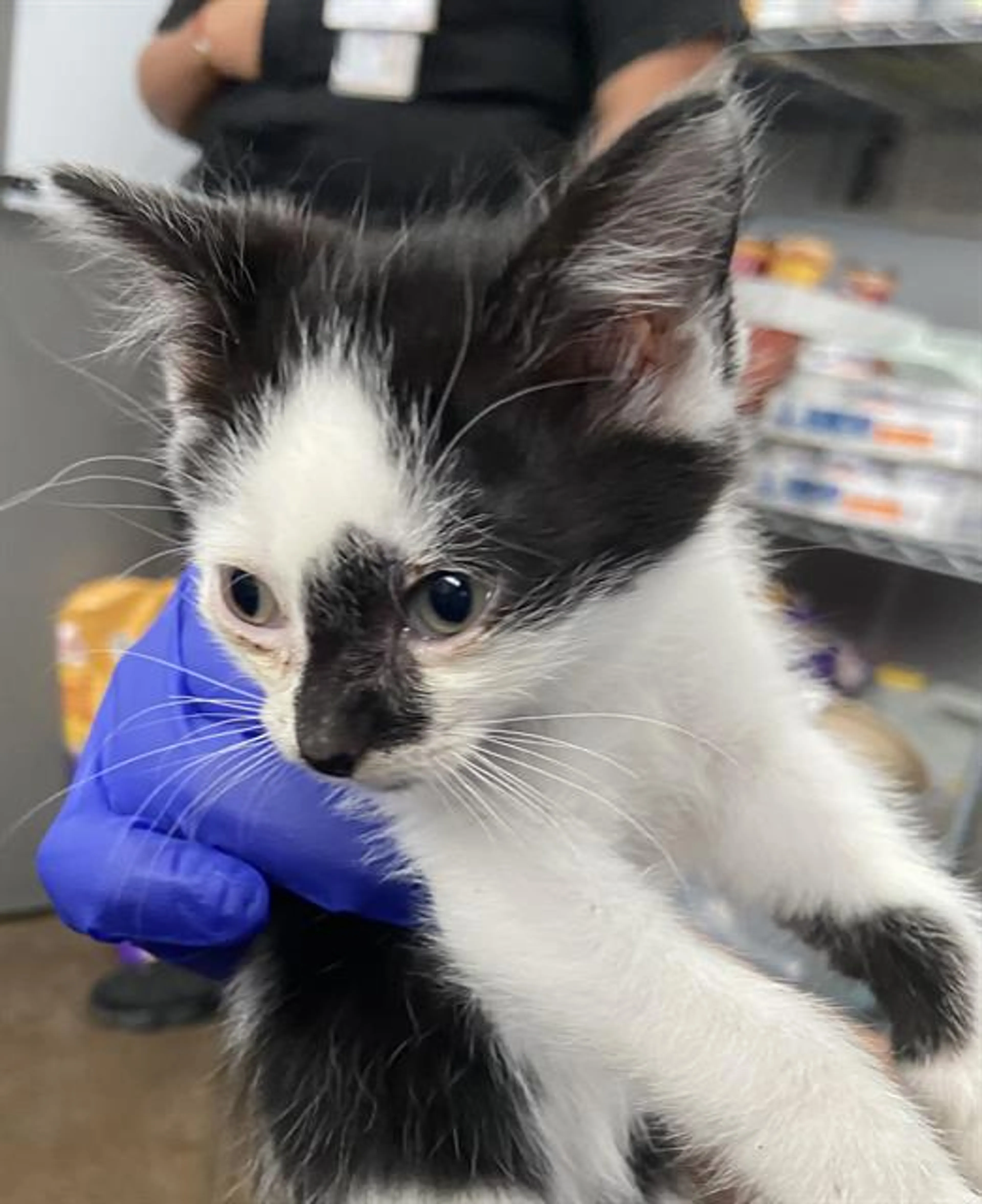 Found pet