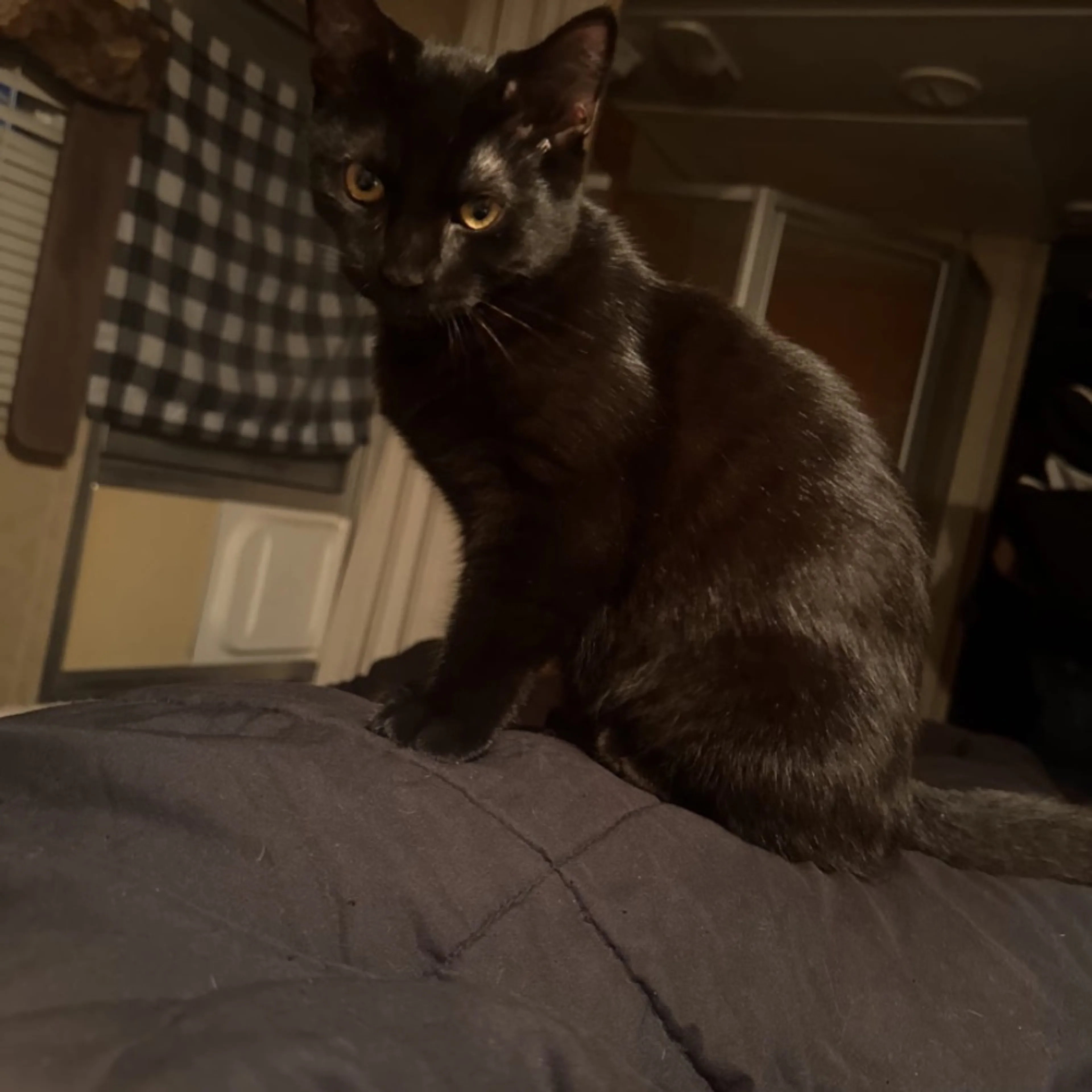 Lost pet